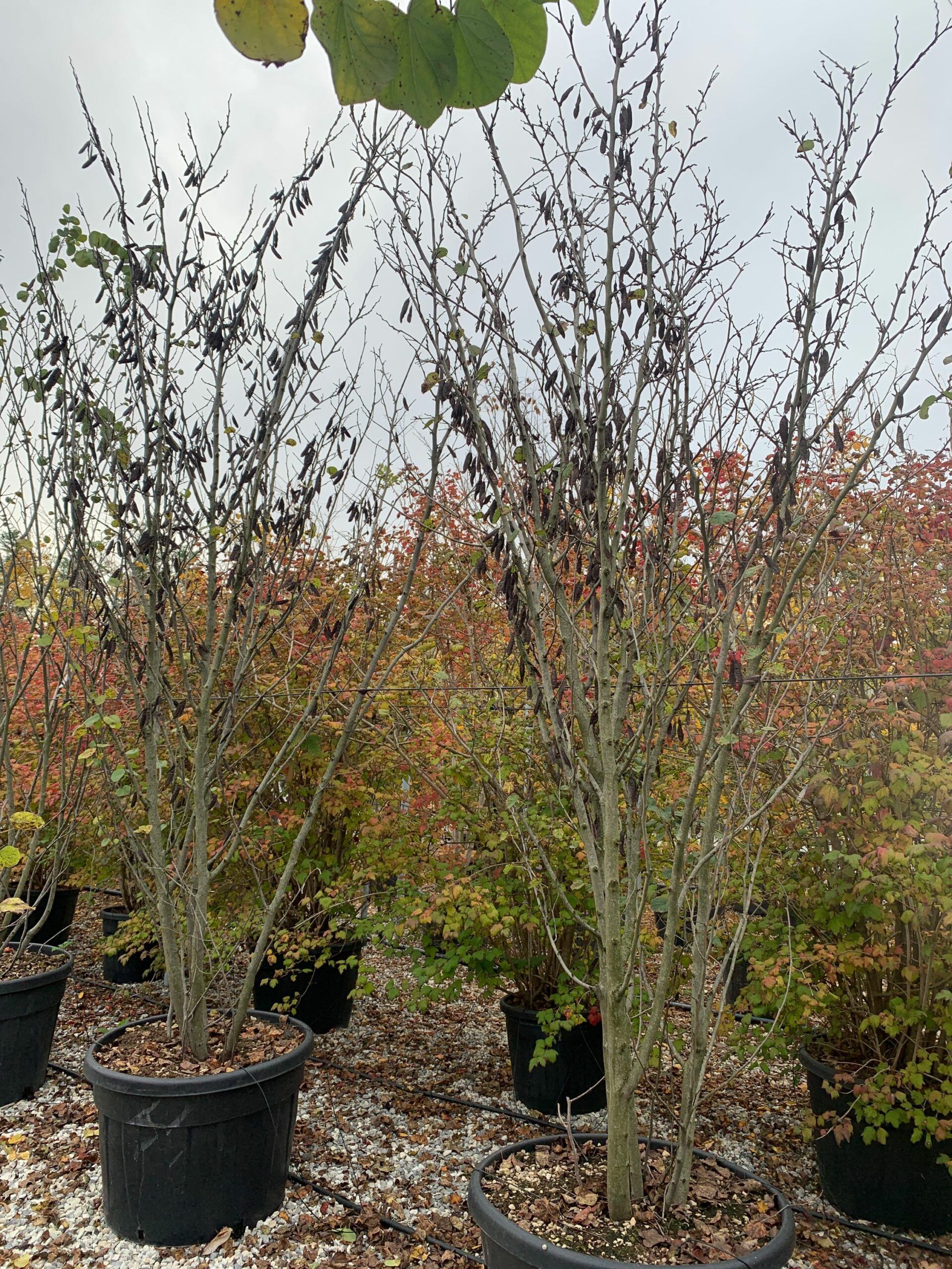 1636123251 scaled 666b69cc