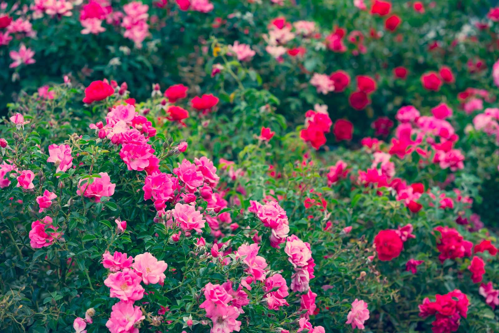 Le rose di Joséphine: imperatrice e botanica