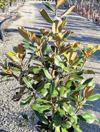 1614103954 MAGGRGPC18 672ddcf4