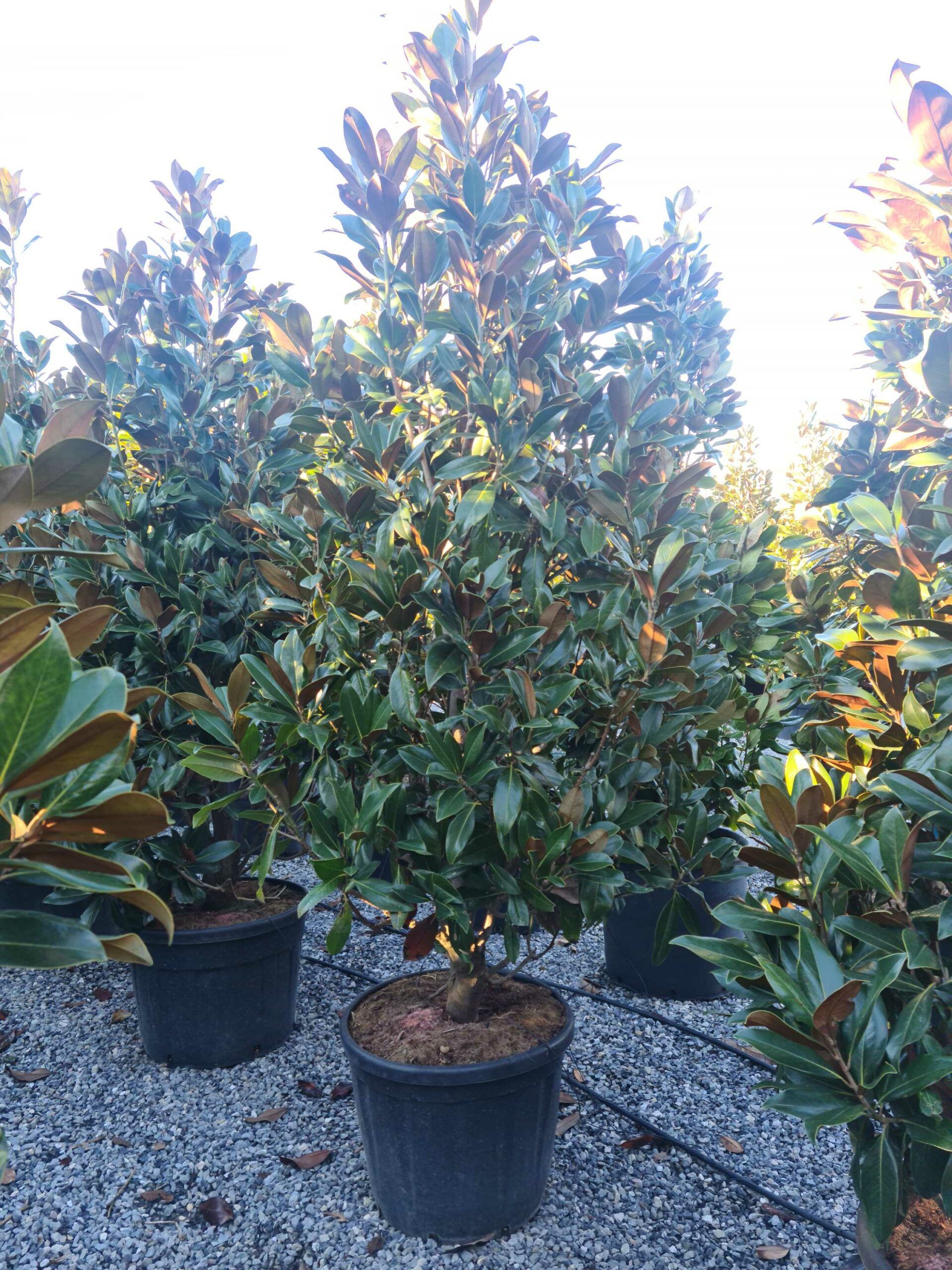 1639663526 scaled 6741f666