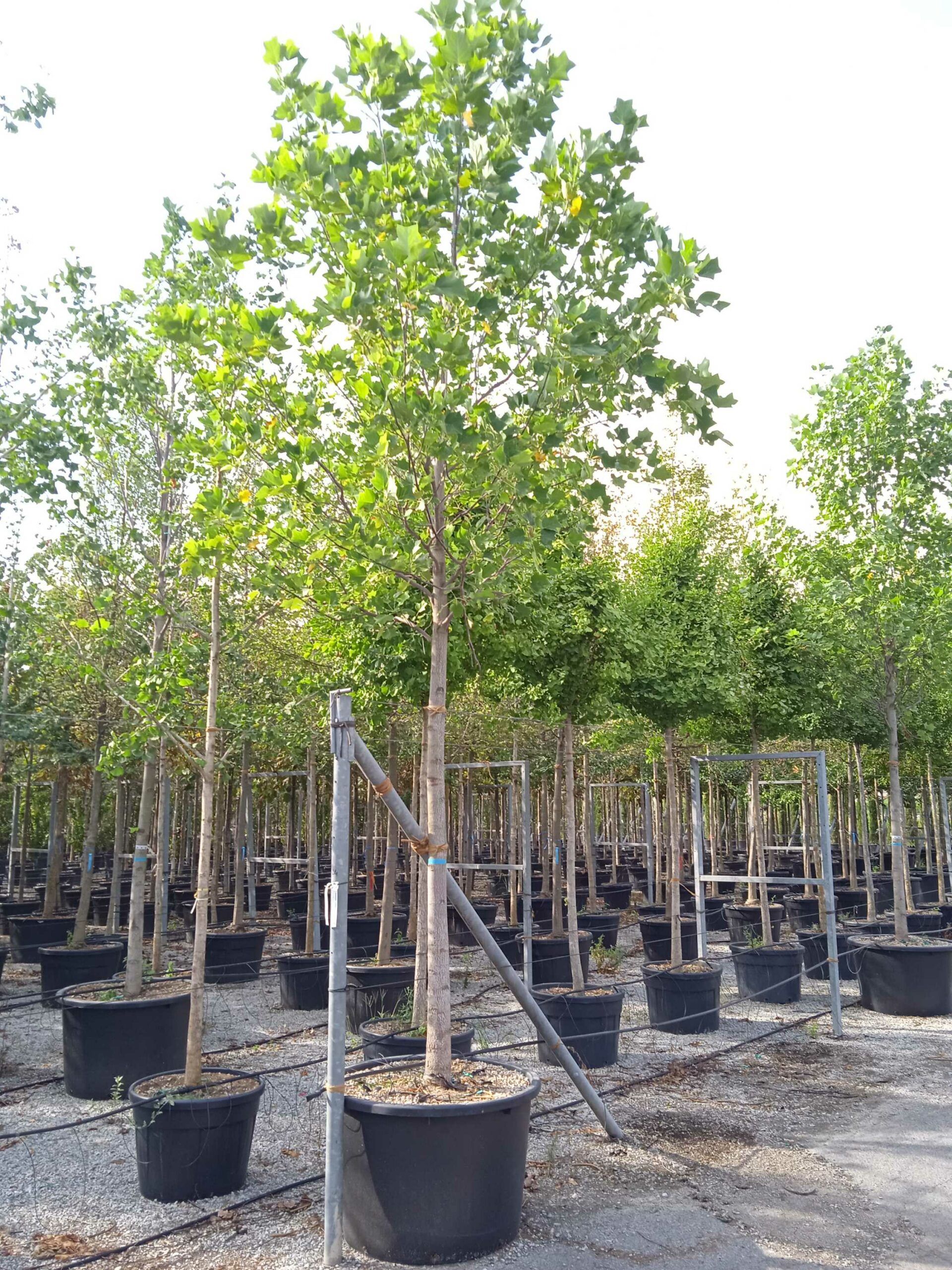 1662129423 scaled 67ff3476