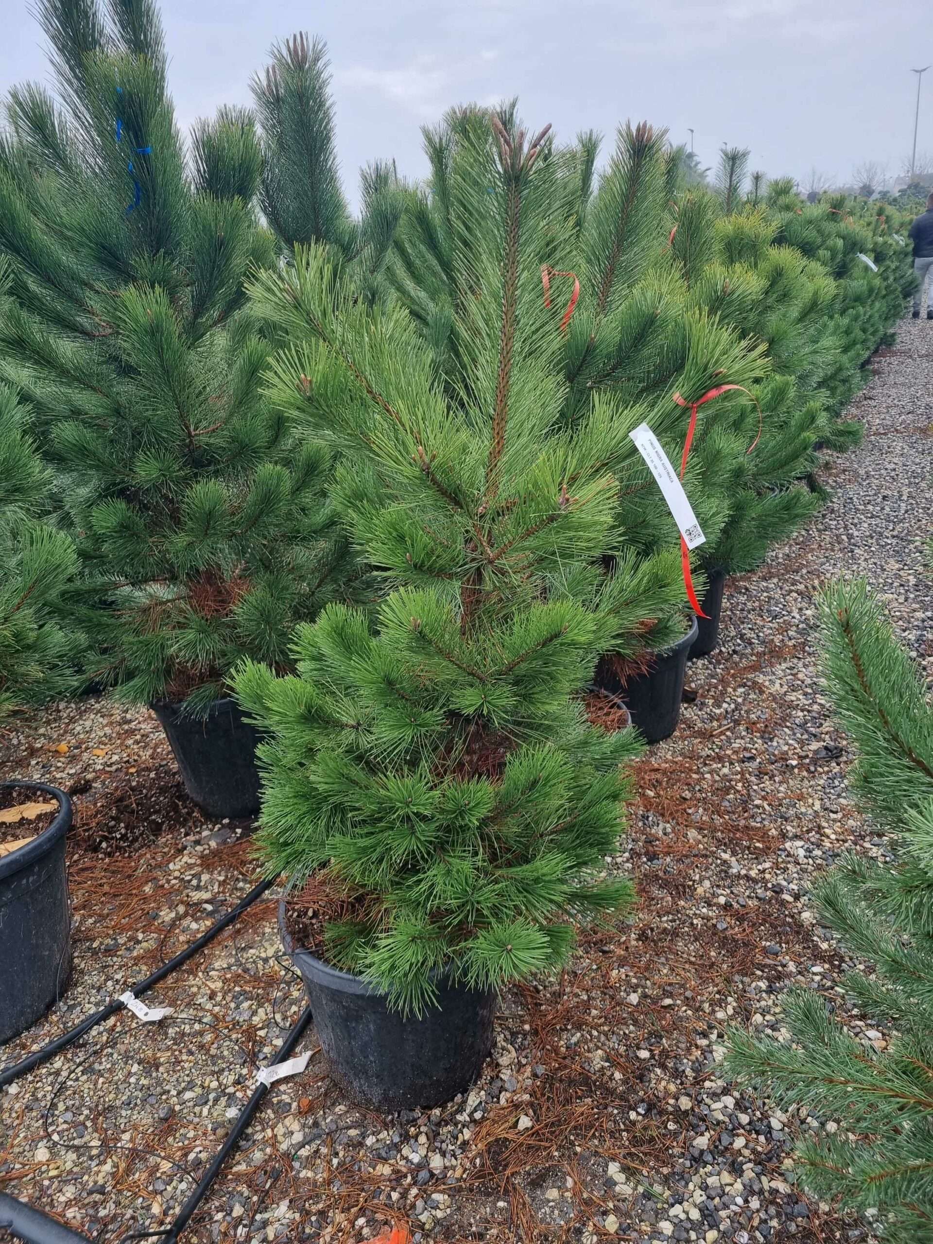 1670317649 scaled 67e6f5d8