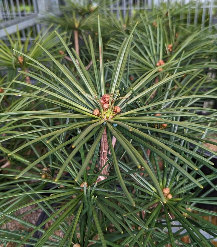 Sciadopitys 67bd925b