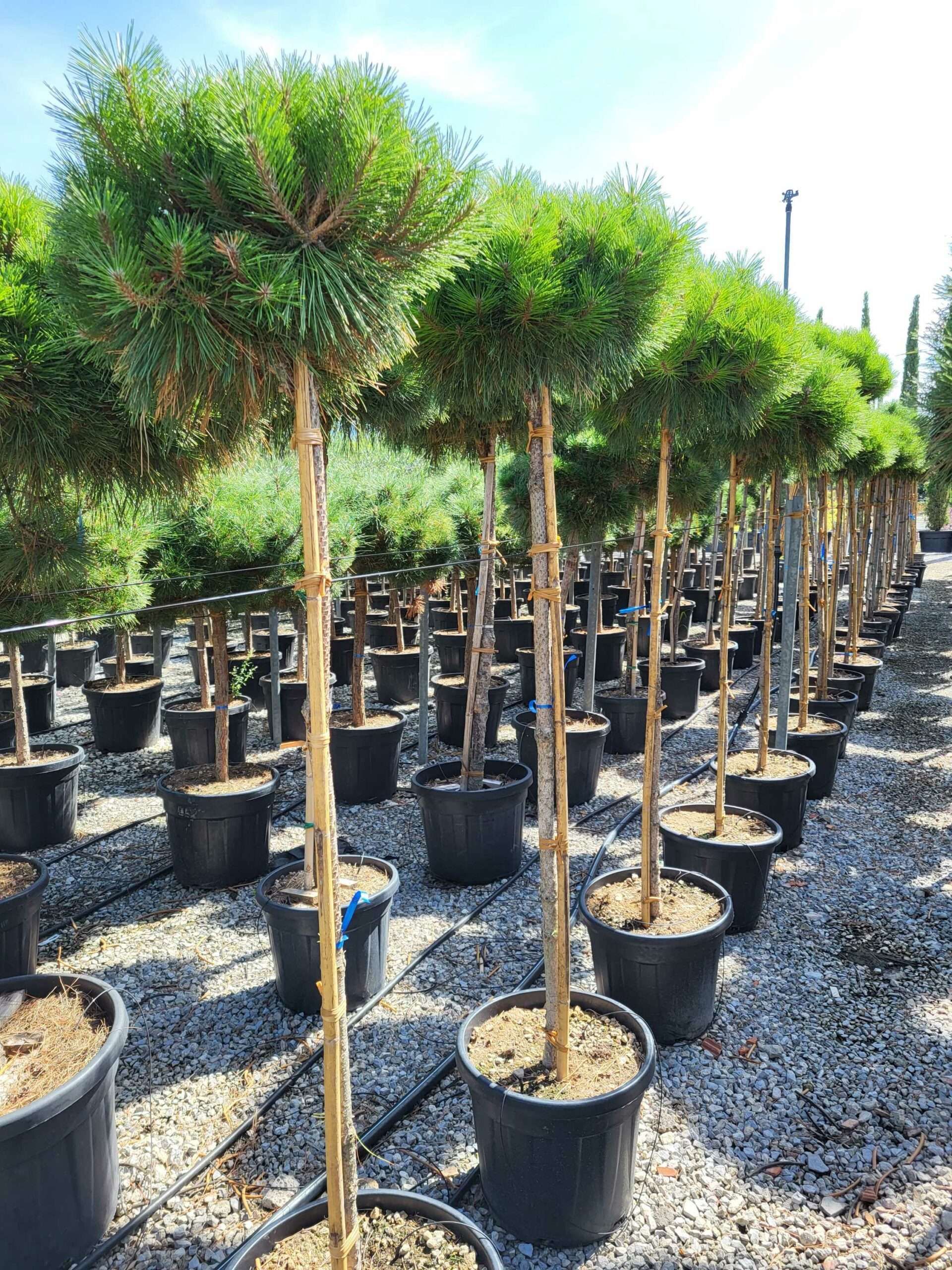 1691571512 scaled 681debb1