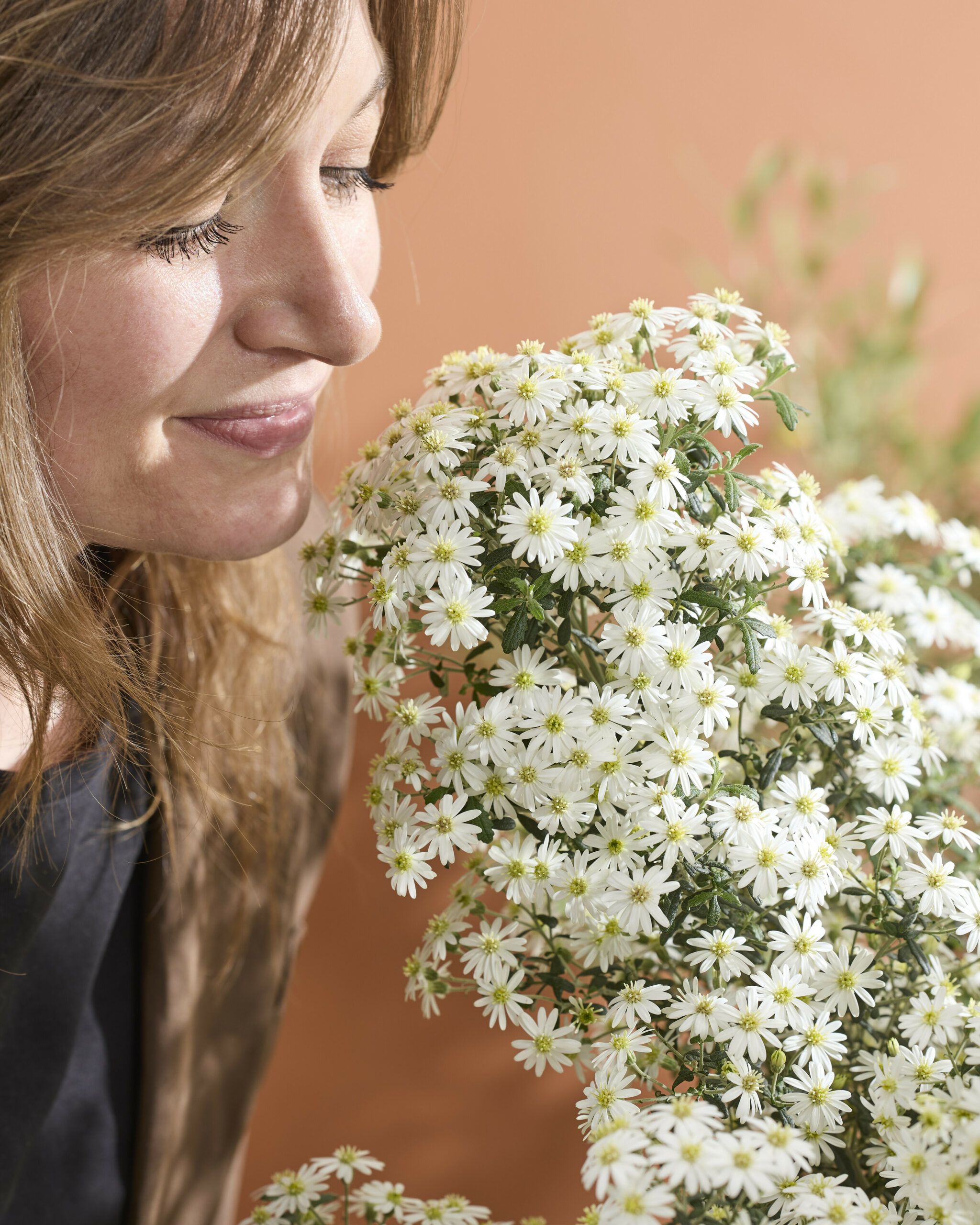Olearia Spring Bling 34 scaled 69d28b8e