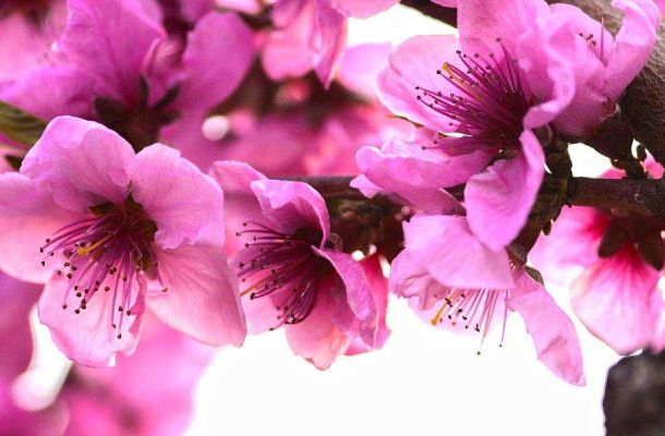 prunus pesco 6966bf37