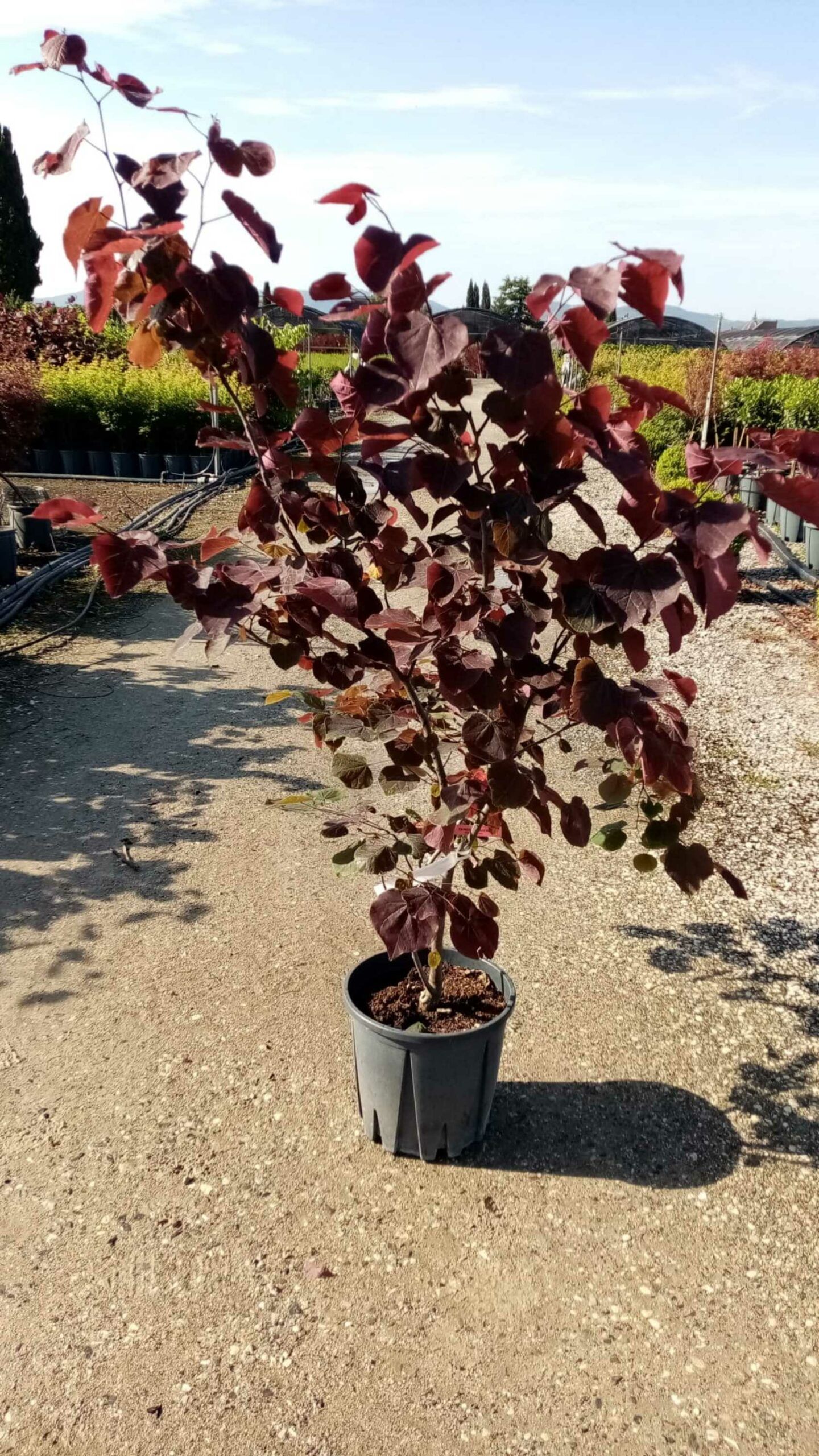 1685602511 scaled 6afd36fc