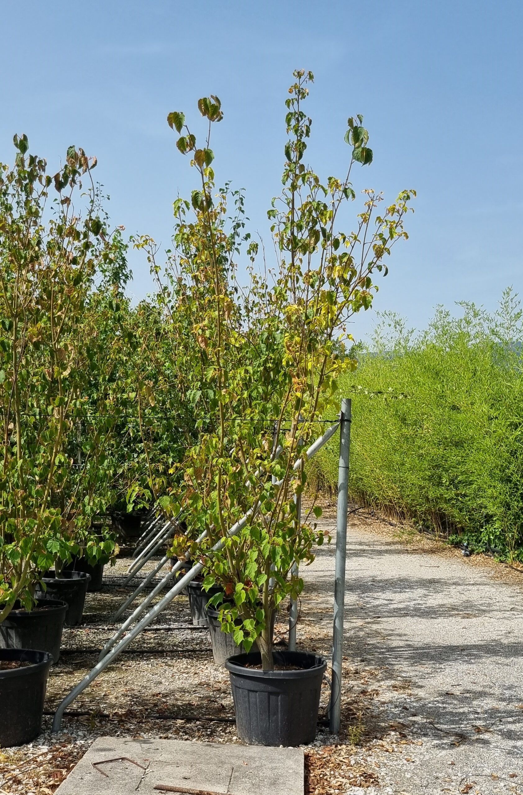 1687419595 scaled 6aa0120e