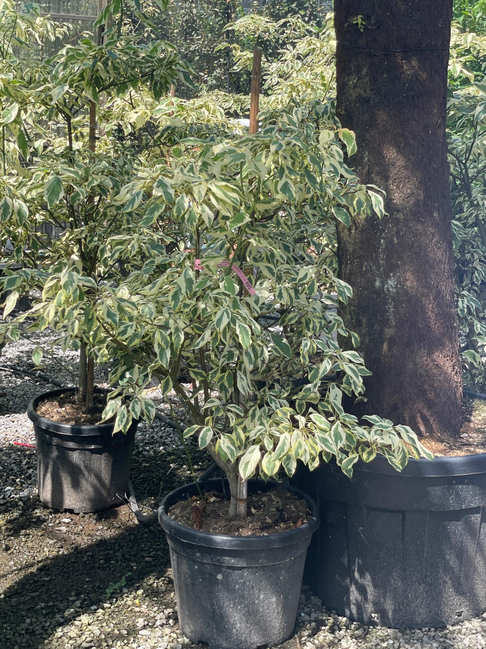 1692873244 scaled 6a6fbcc9