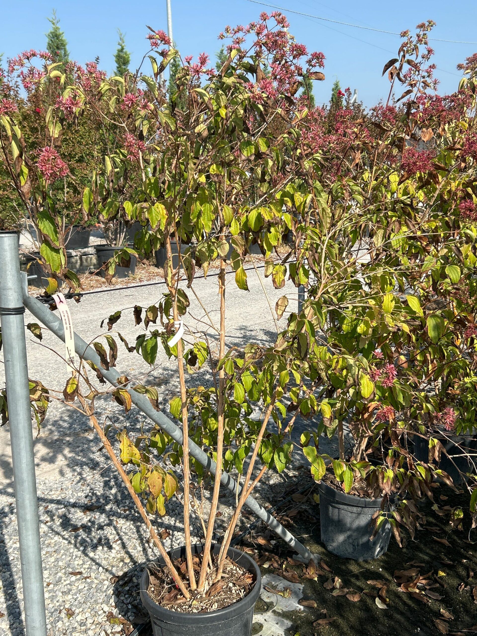 1696855229 scaled 6a6251f7