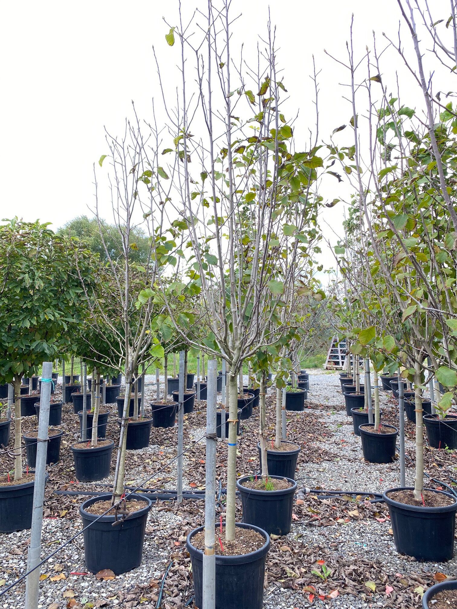 1608568458 rotated 6b811ce6