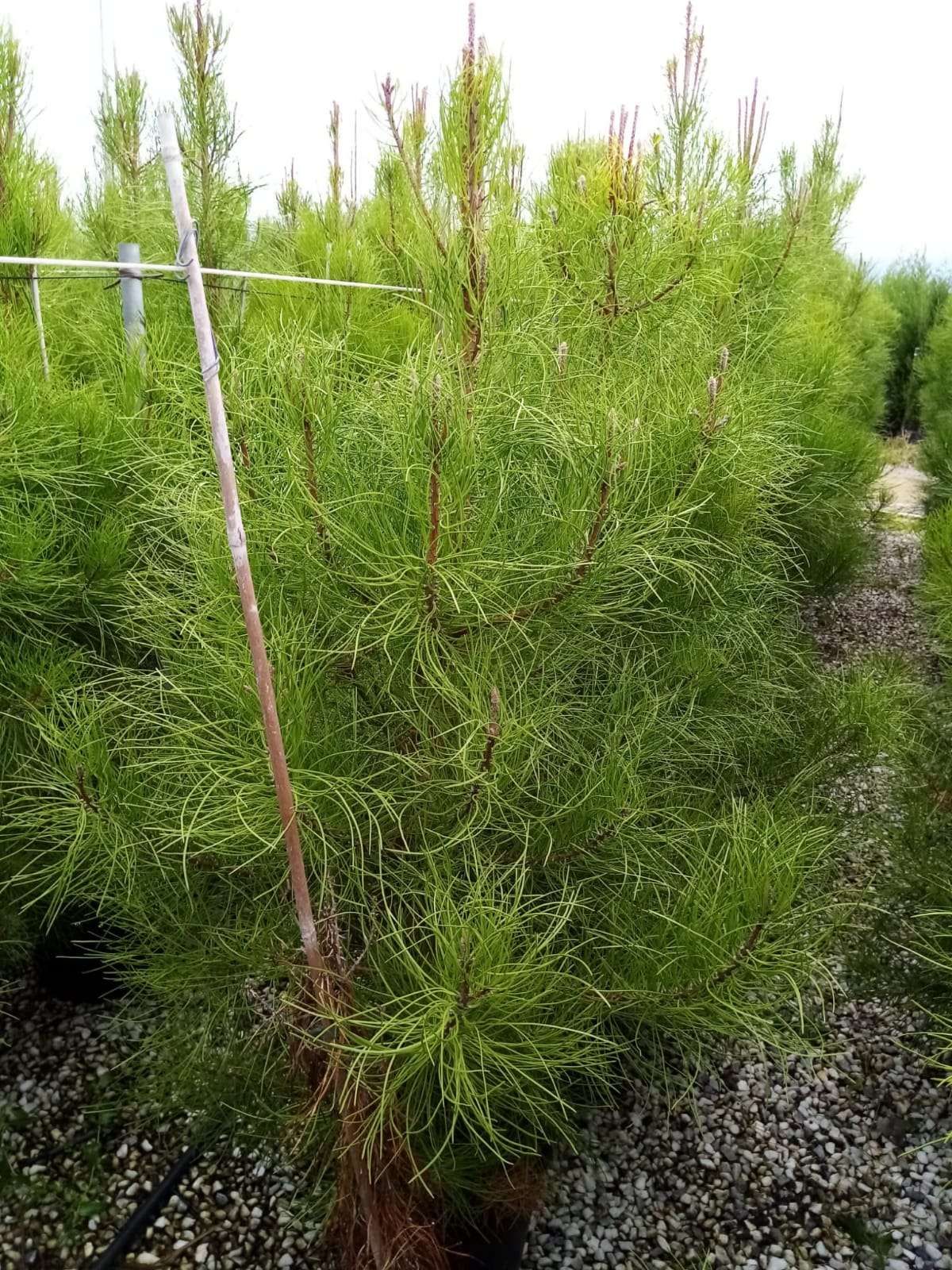 1611311042 pinus pianster 150 175 6b8ed492