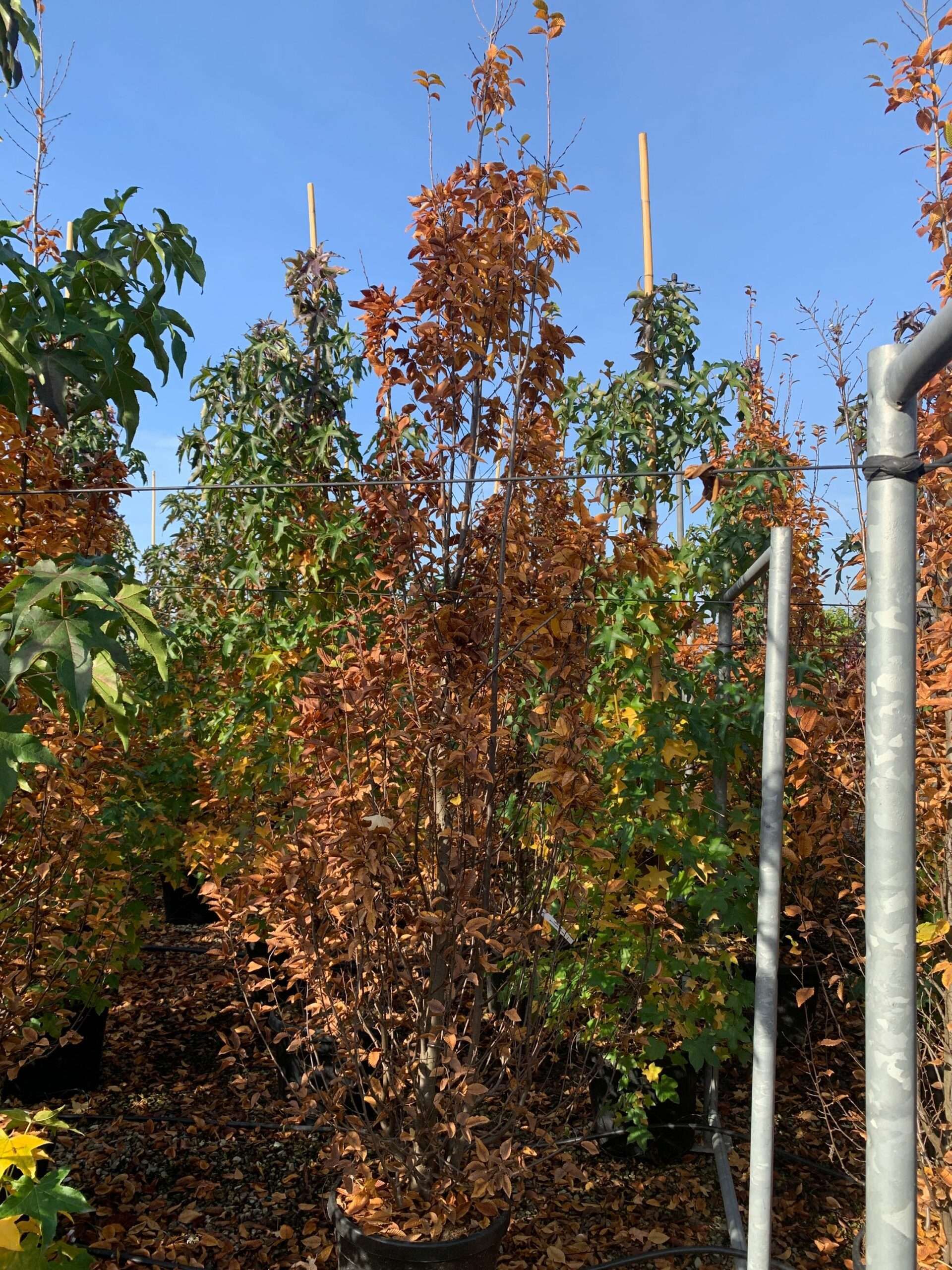 1635496302 scaled 6b87f05d