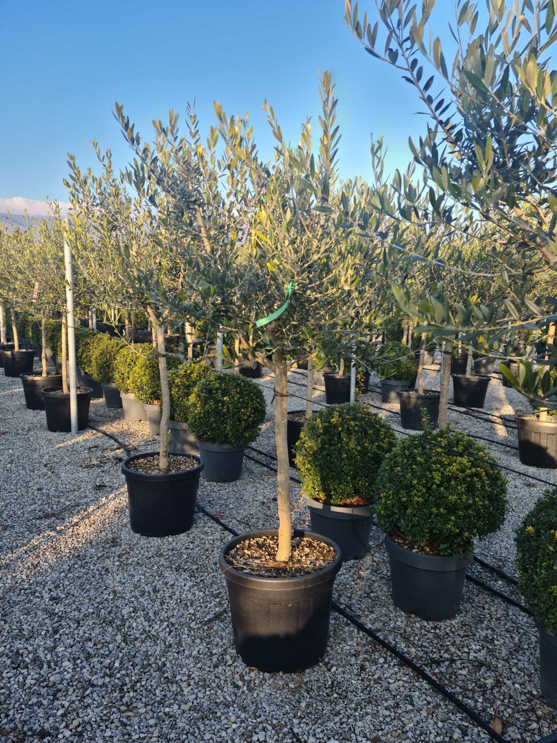 1642776812 scaled 6b4ed884