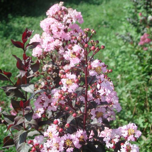 LAGERSTROEMIA indica 'Rhapsody in Pink'