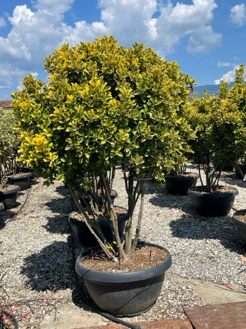 1661591187 EUOYMUS AUREA 150 175 6b70f1c0