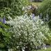 Philadelphus Petite Perfume White 19 scaled 6bbd9df1