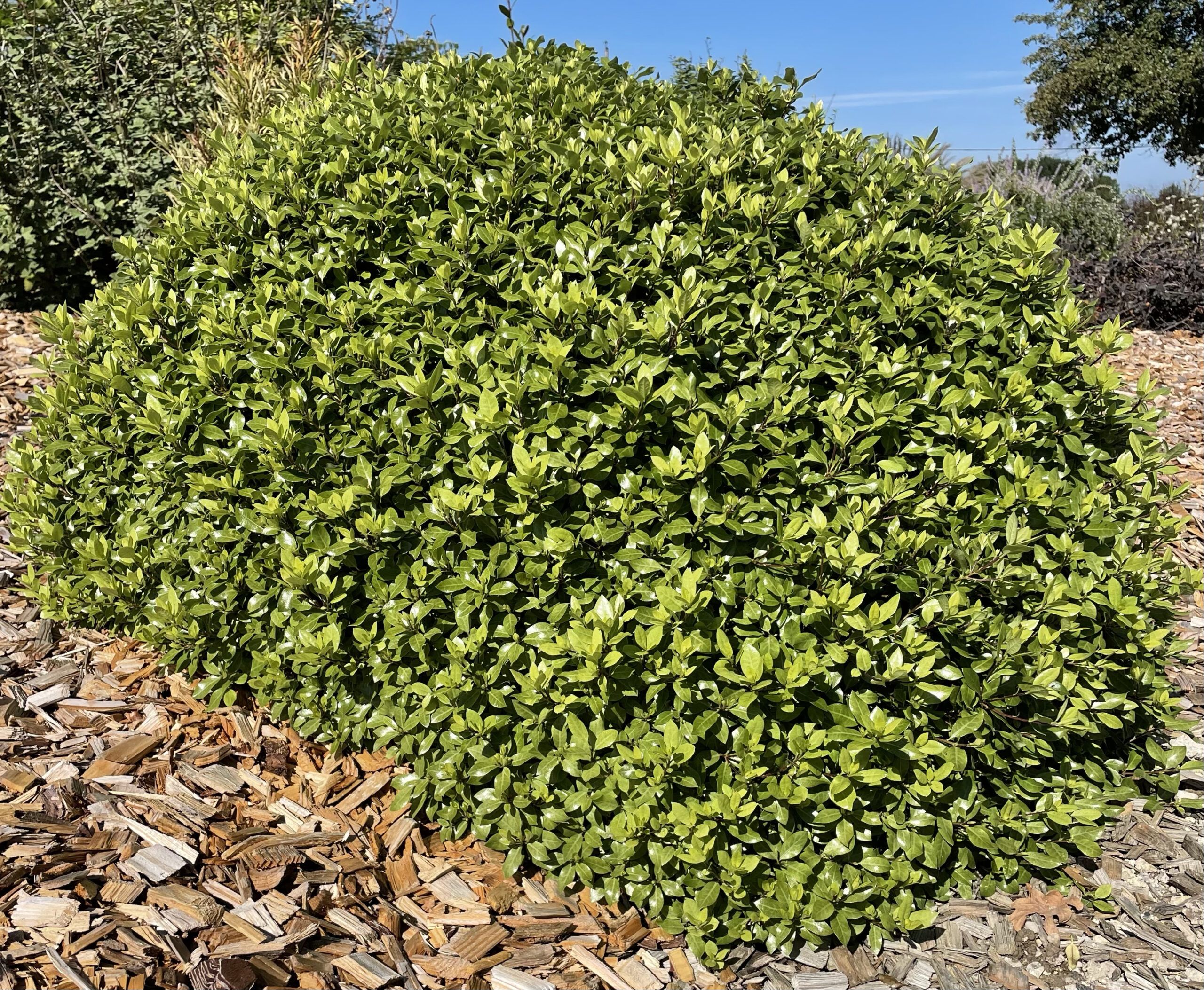 Pittosporum Beach Ball 3 PC Diantha Flexsupport scaled 6bc7524b