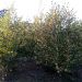1610736077 Betula utilis Jacquemontii rb 350 400 6cacbbff