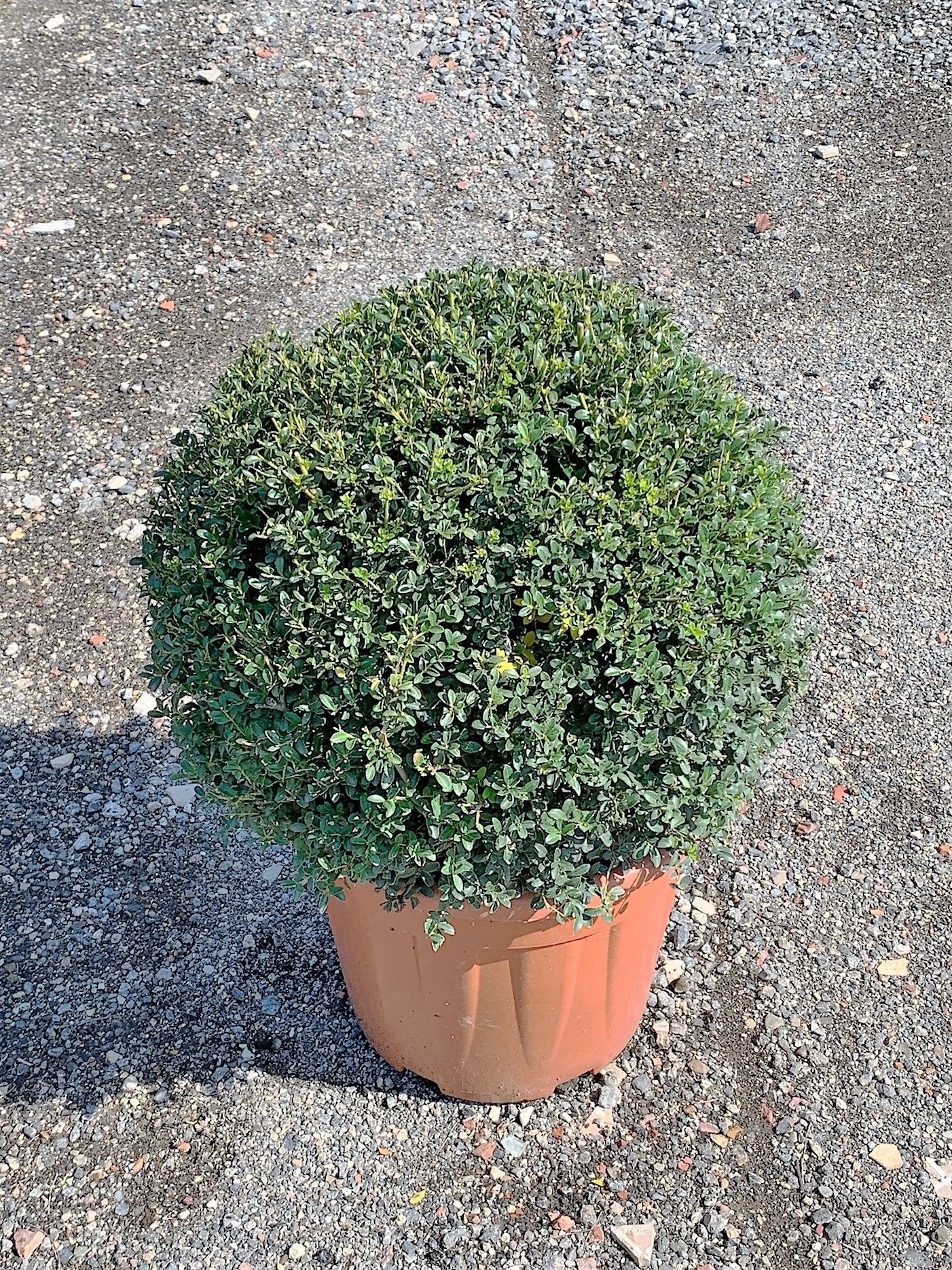 1629987916 0176180033cbaf9fafa5447d8d08a7a4efd8b332be 6c1a7236