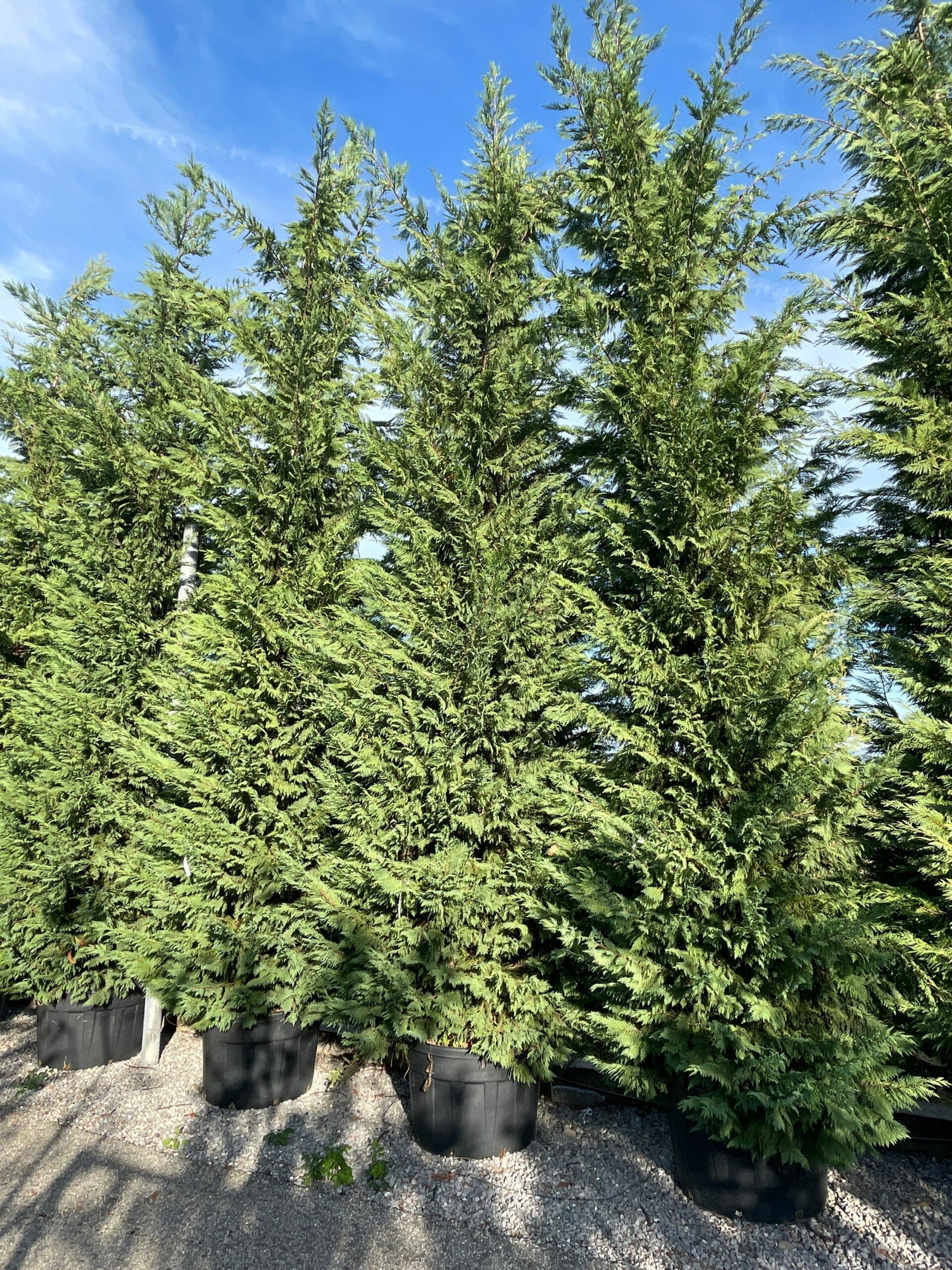 1665067369 scaled 6c7260f1