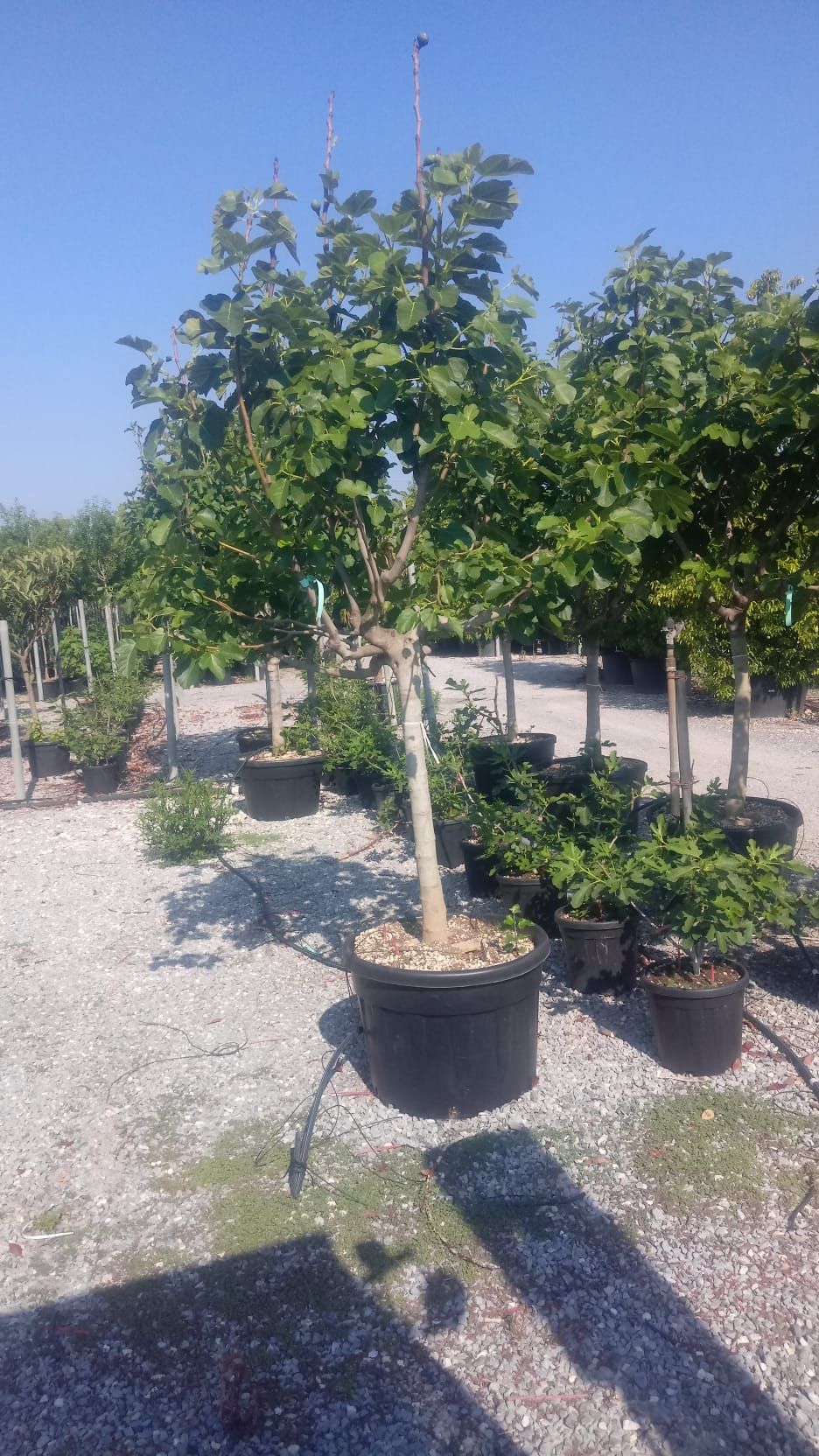 1671032054 ficus carica 20 25 6cecacb3