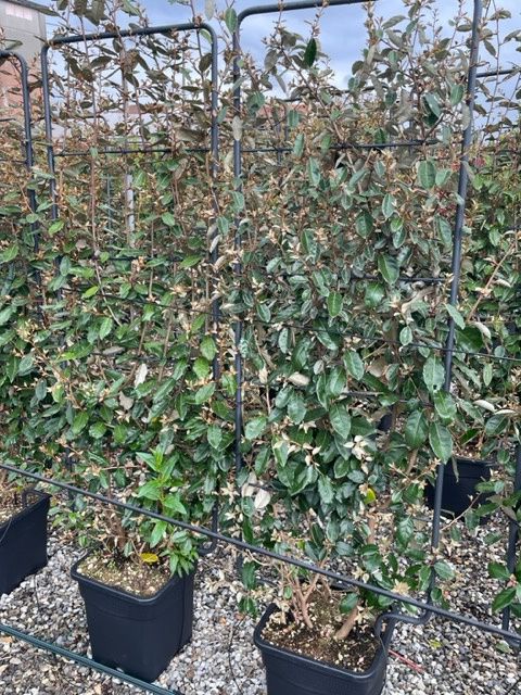 1680428600 IMG 6995 6cdf9e89