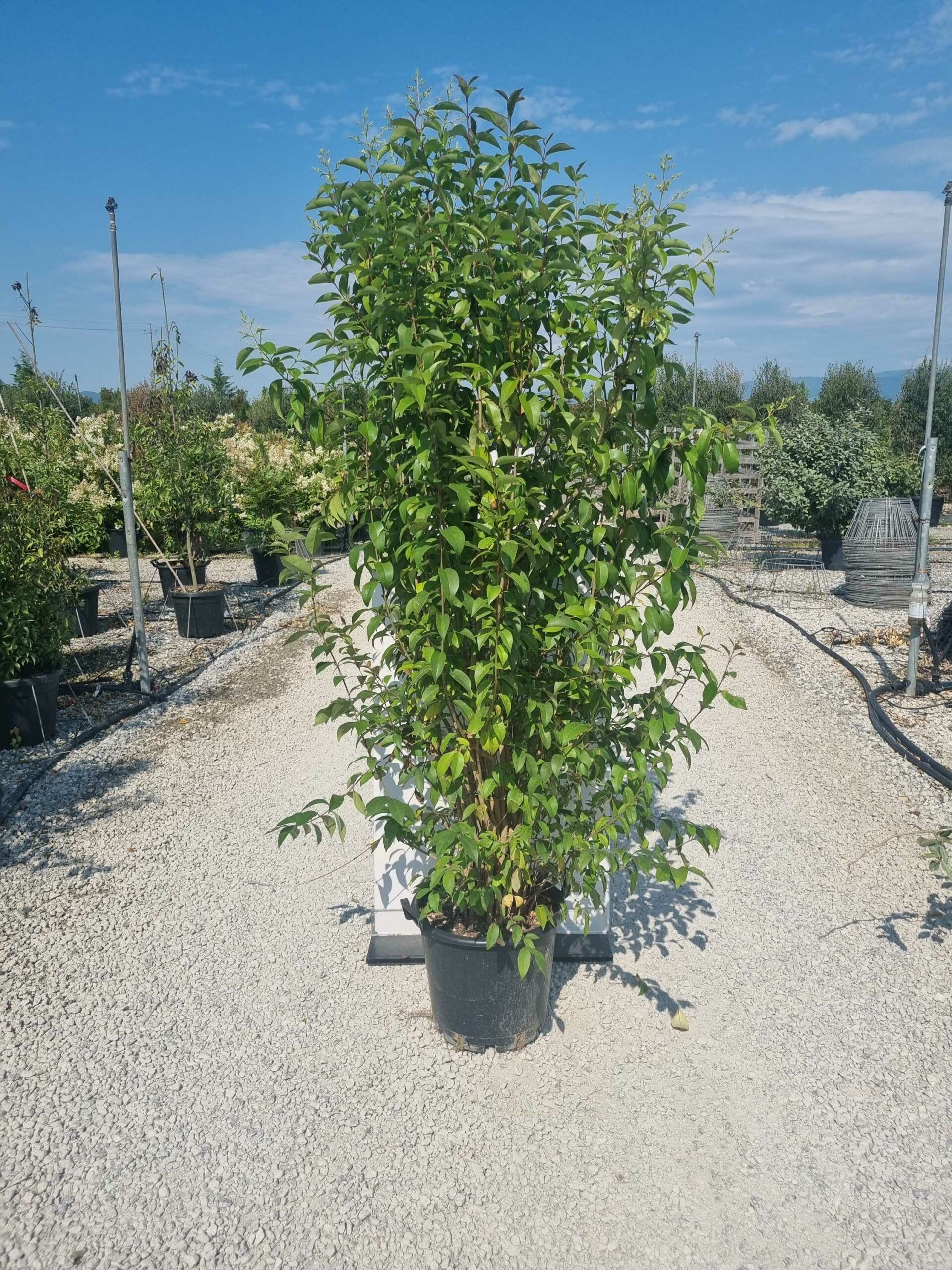 1685434276 scaled 6c083414