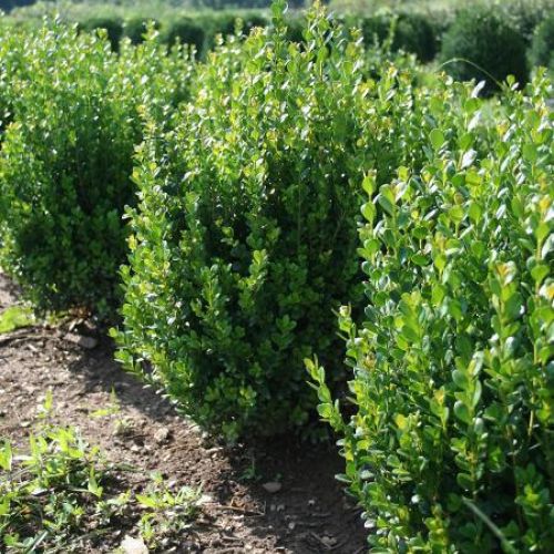 BUXUS 'NewGen Freedom'