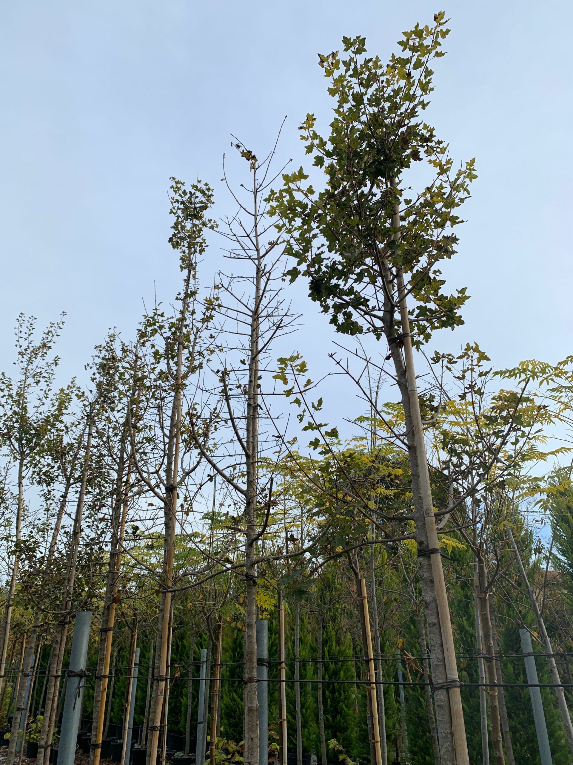 1636101614 scaled 6d2331ae