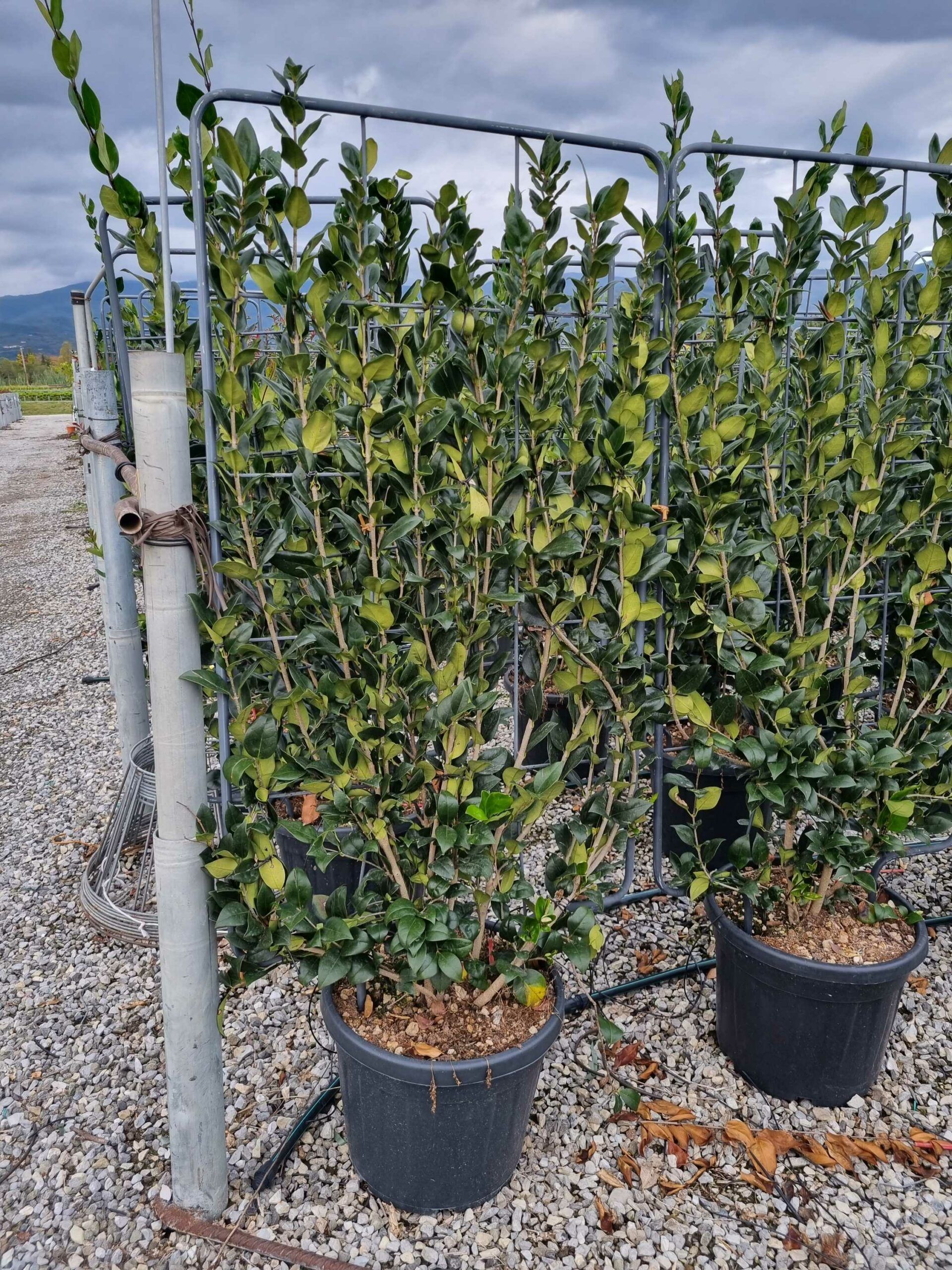 1668004772 1 scaled 6dcfade1