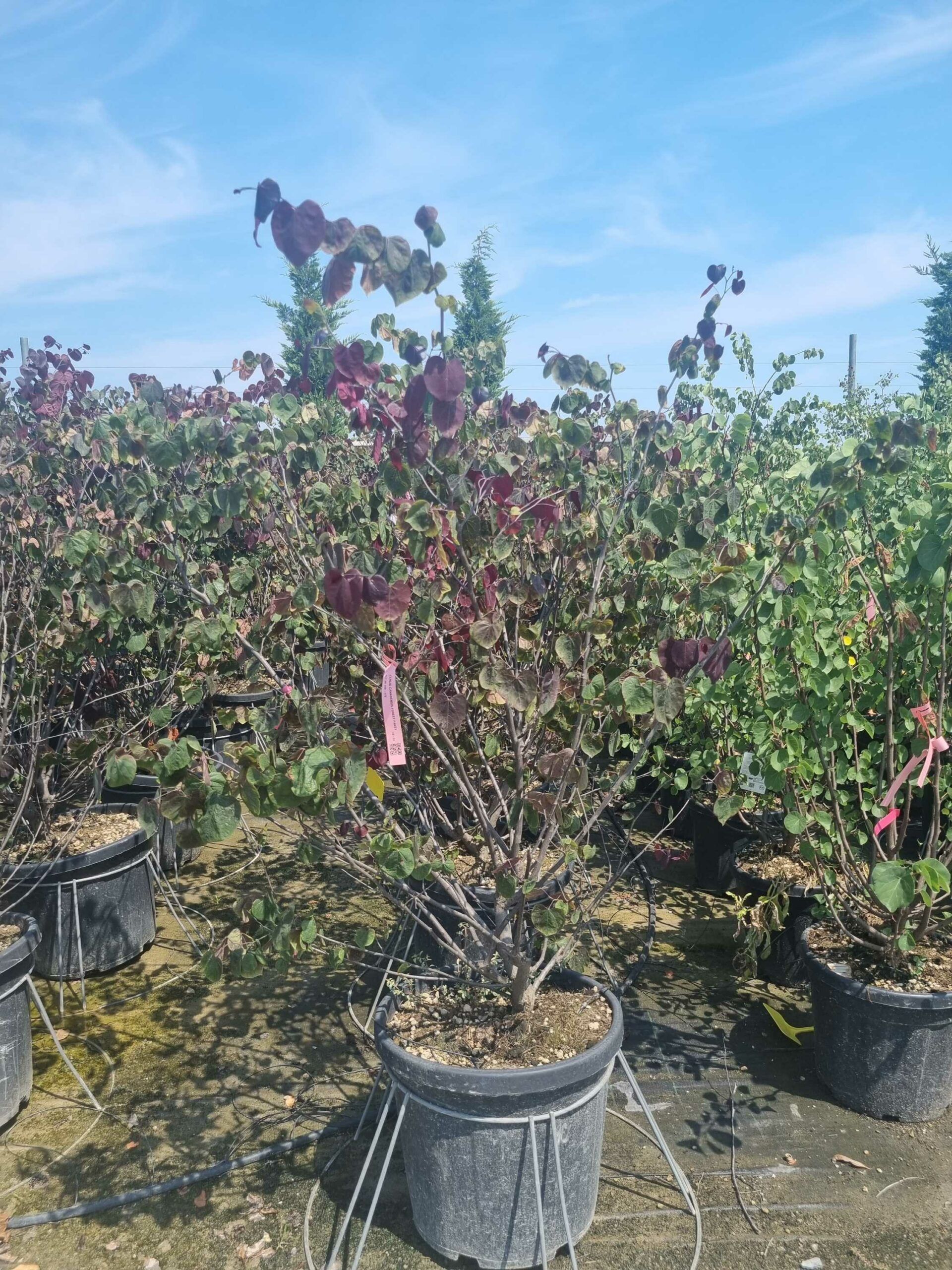 1687871130 scaled 6dc79b31