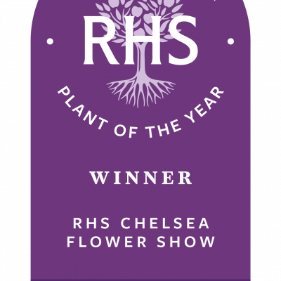 PHILADELPHUS 'Petite Perfume Pink' ®