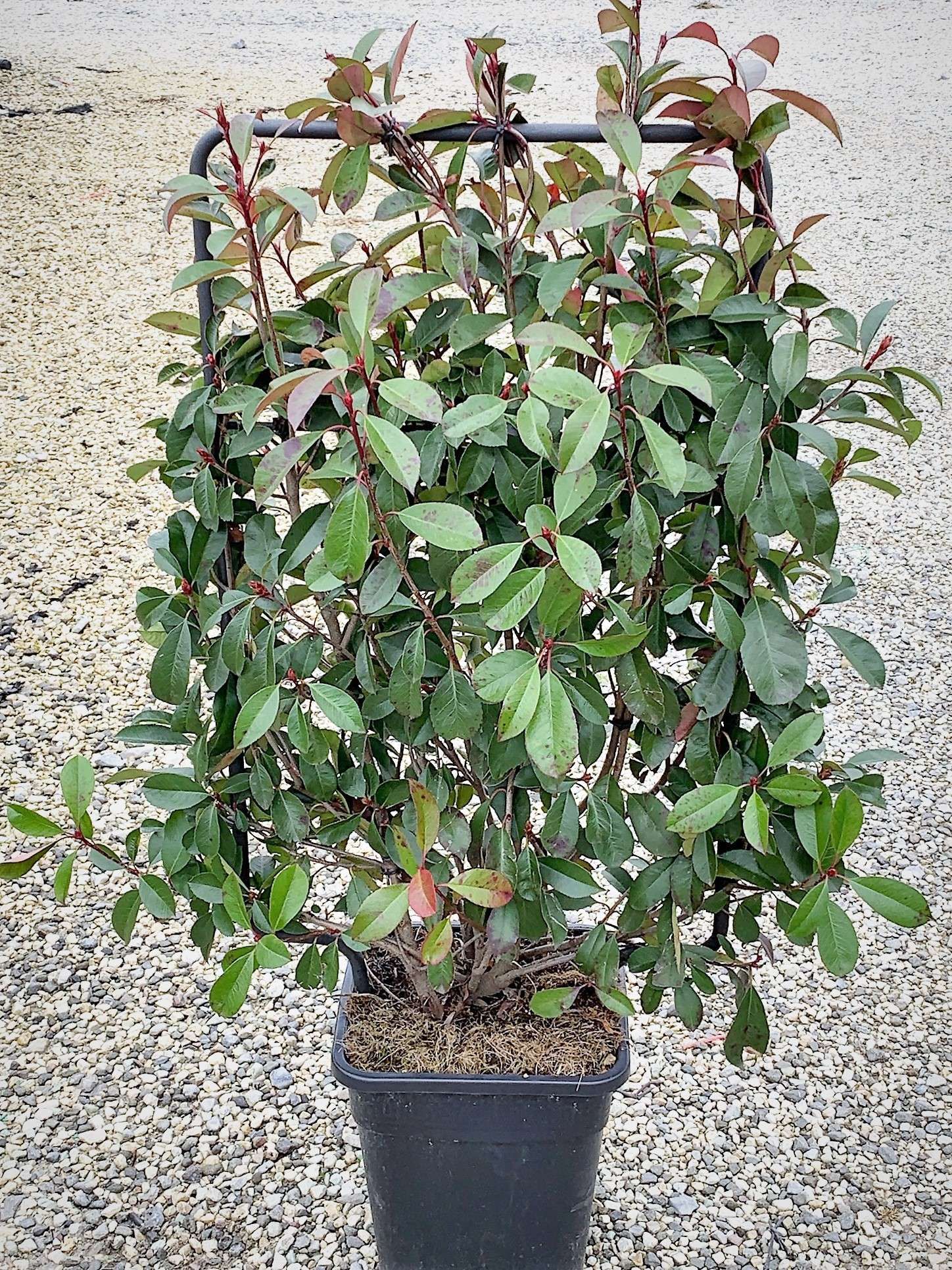 1614157867 2 Photinia x fraseri Red Robin Vqlt 18 090x050 Pleached 36 00 6e7d6523