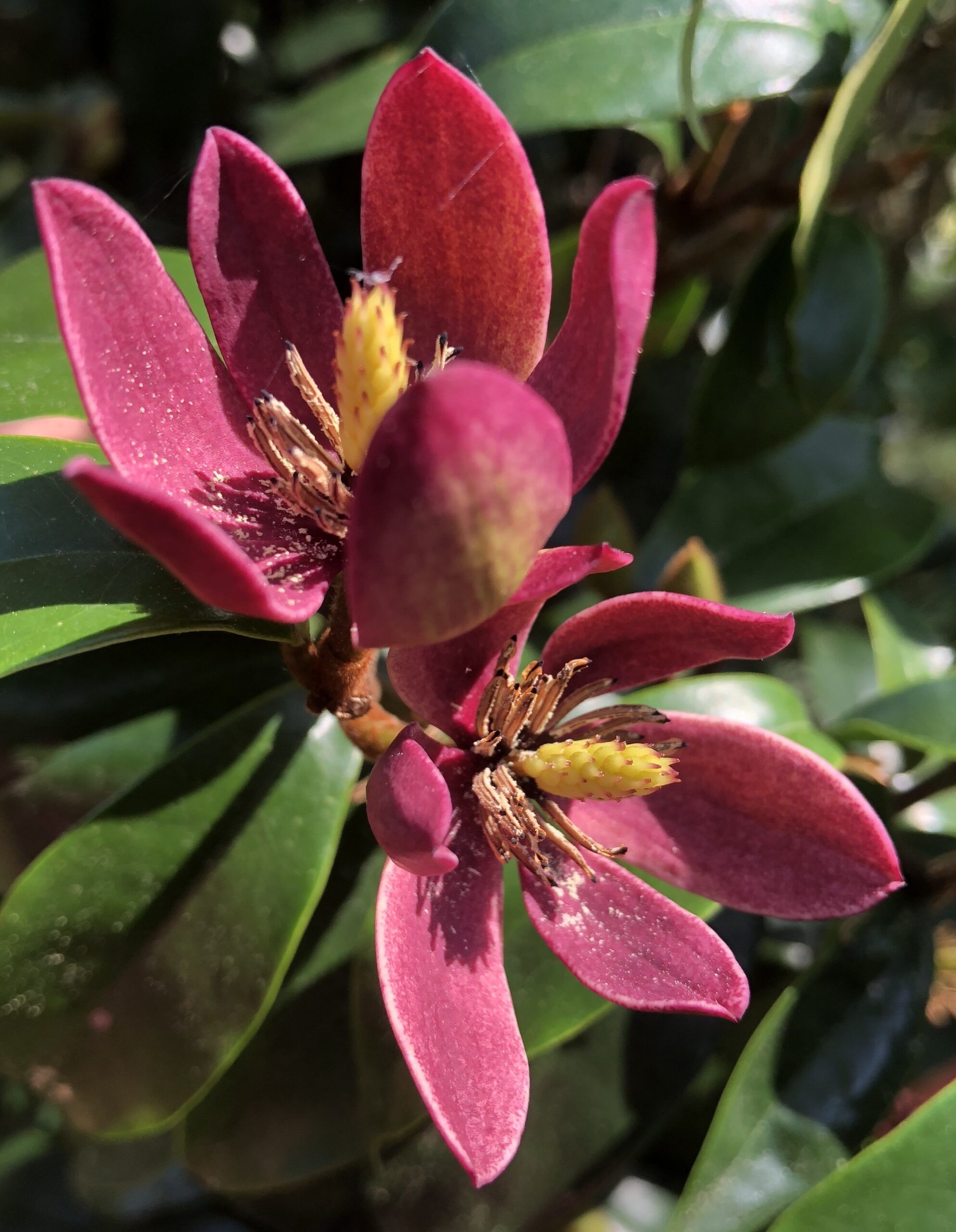 Magnolia Stellar Ruby 6 scaled 6e40cef4