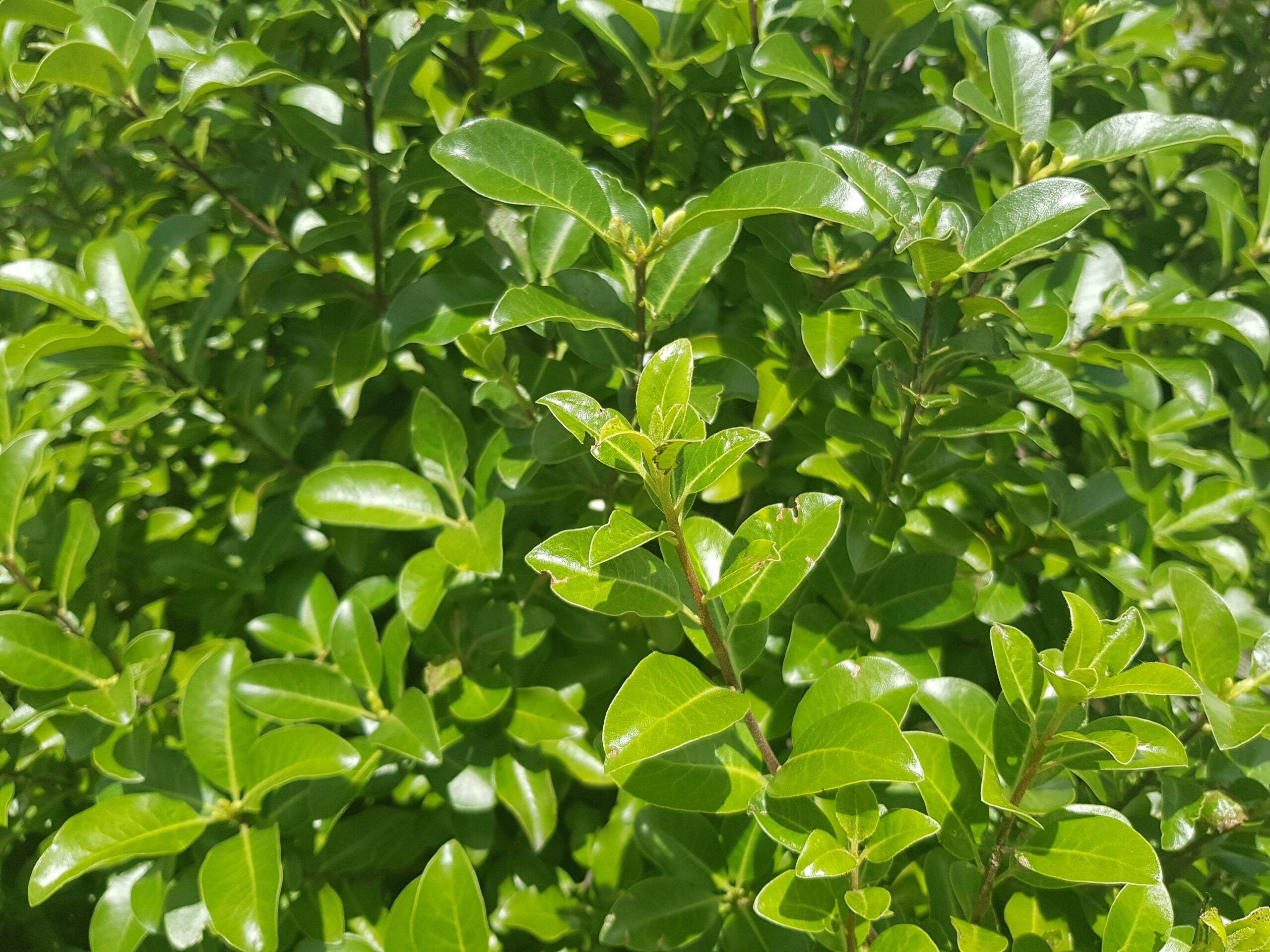 Pittosporum Irish Luck 4 scaled 6ea37c39