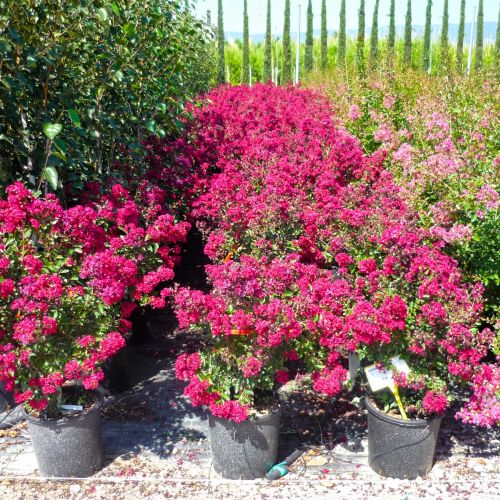 LAGERSTROEMIA x 'Durant Red'