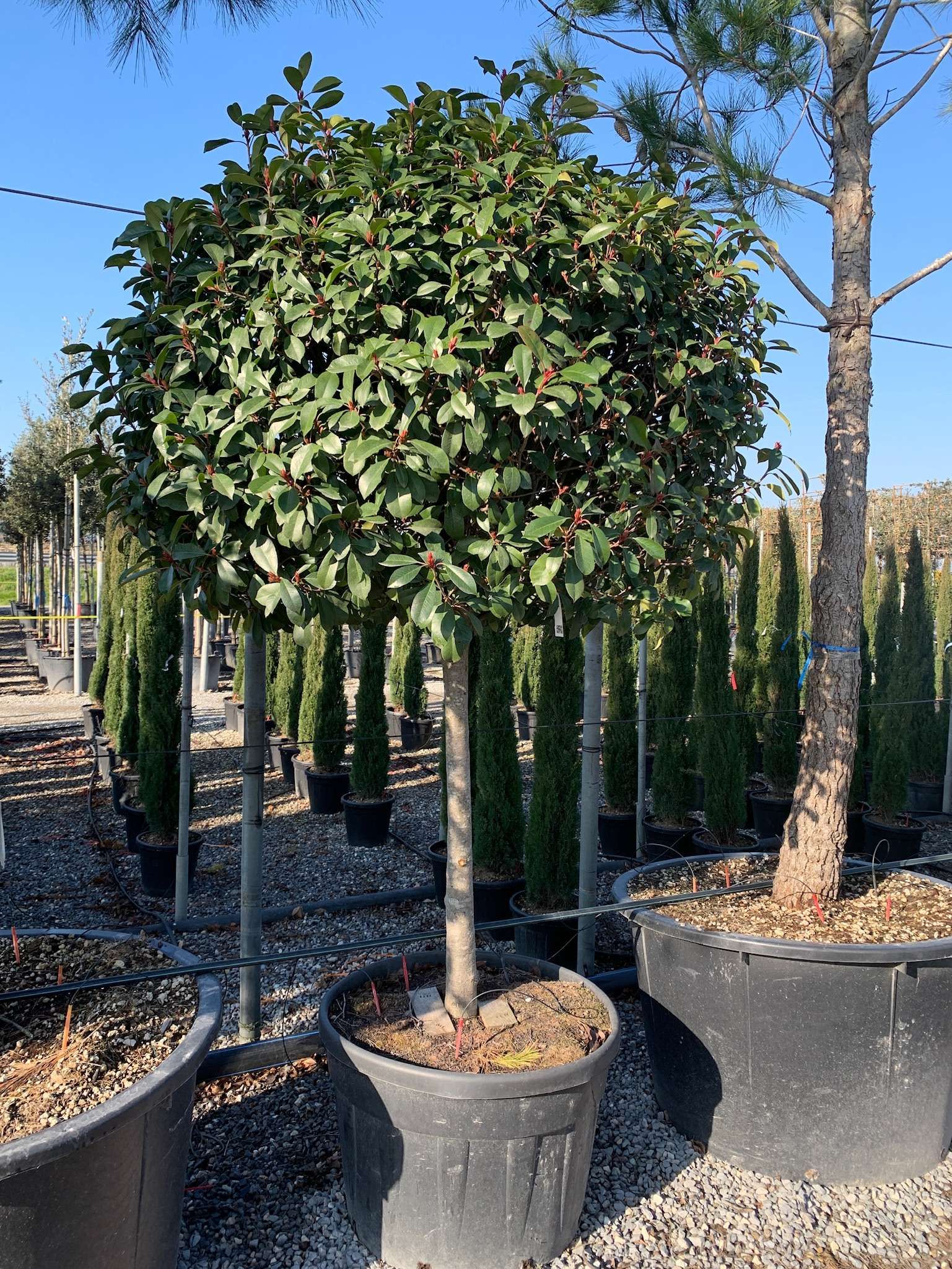 1643109588 01451144aec80f44924de00def3f58ce9ccdf55914 6f4044ca