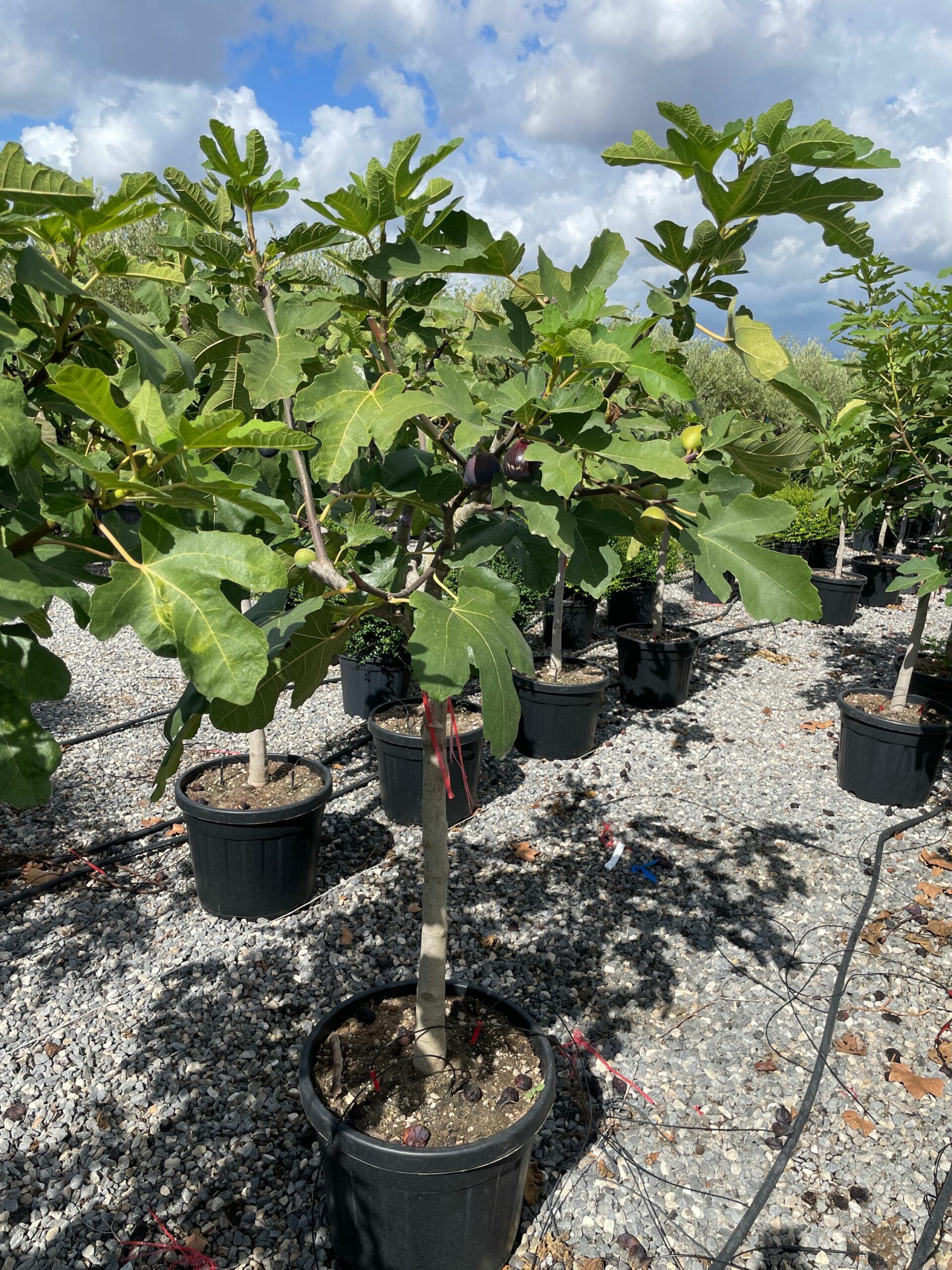 1662714071 scaled 6f5c4753