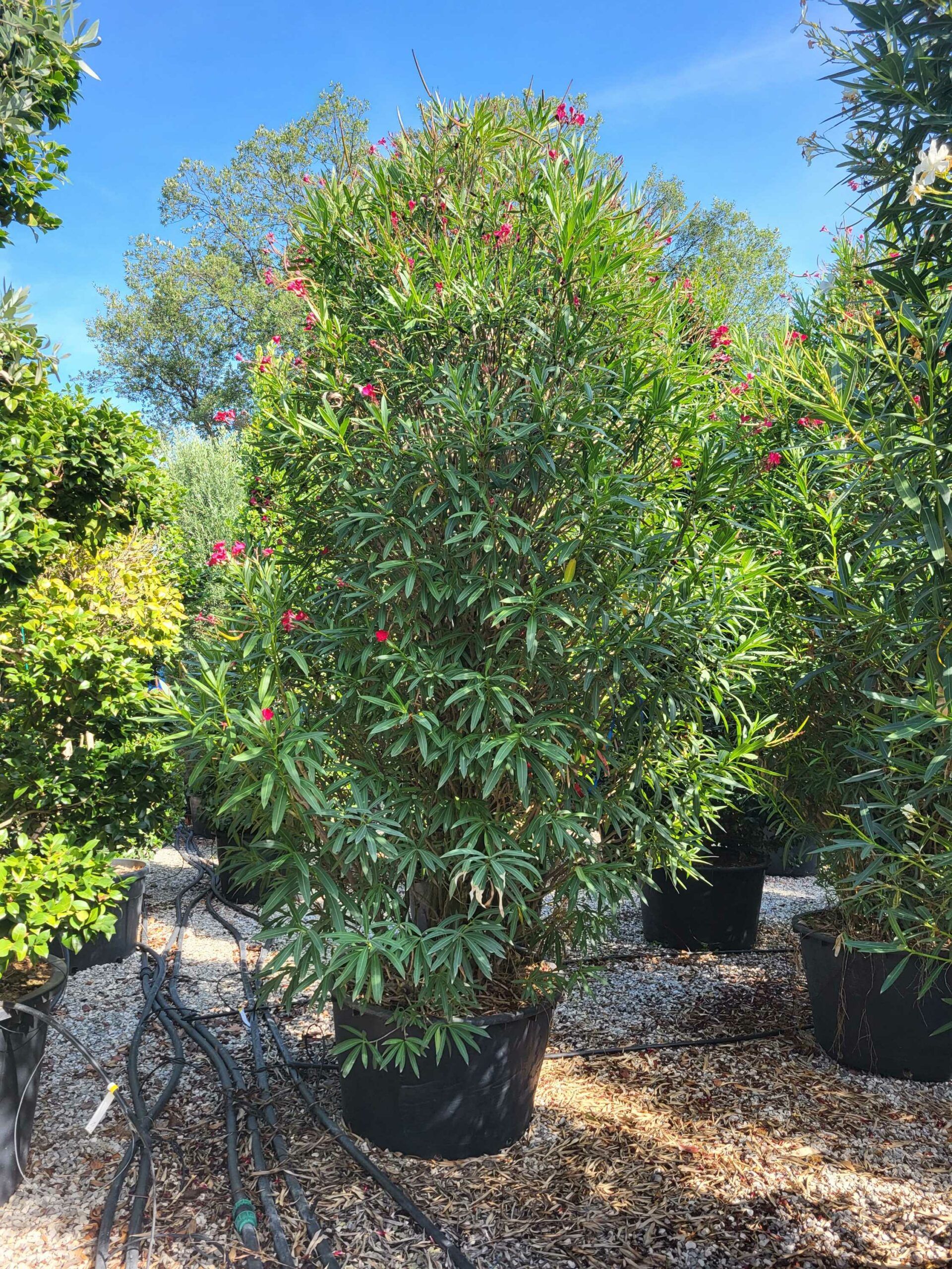 1691591817 scaled 6fed9473