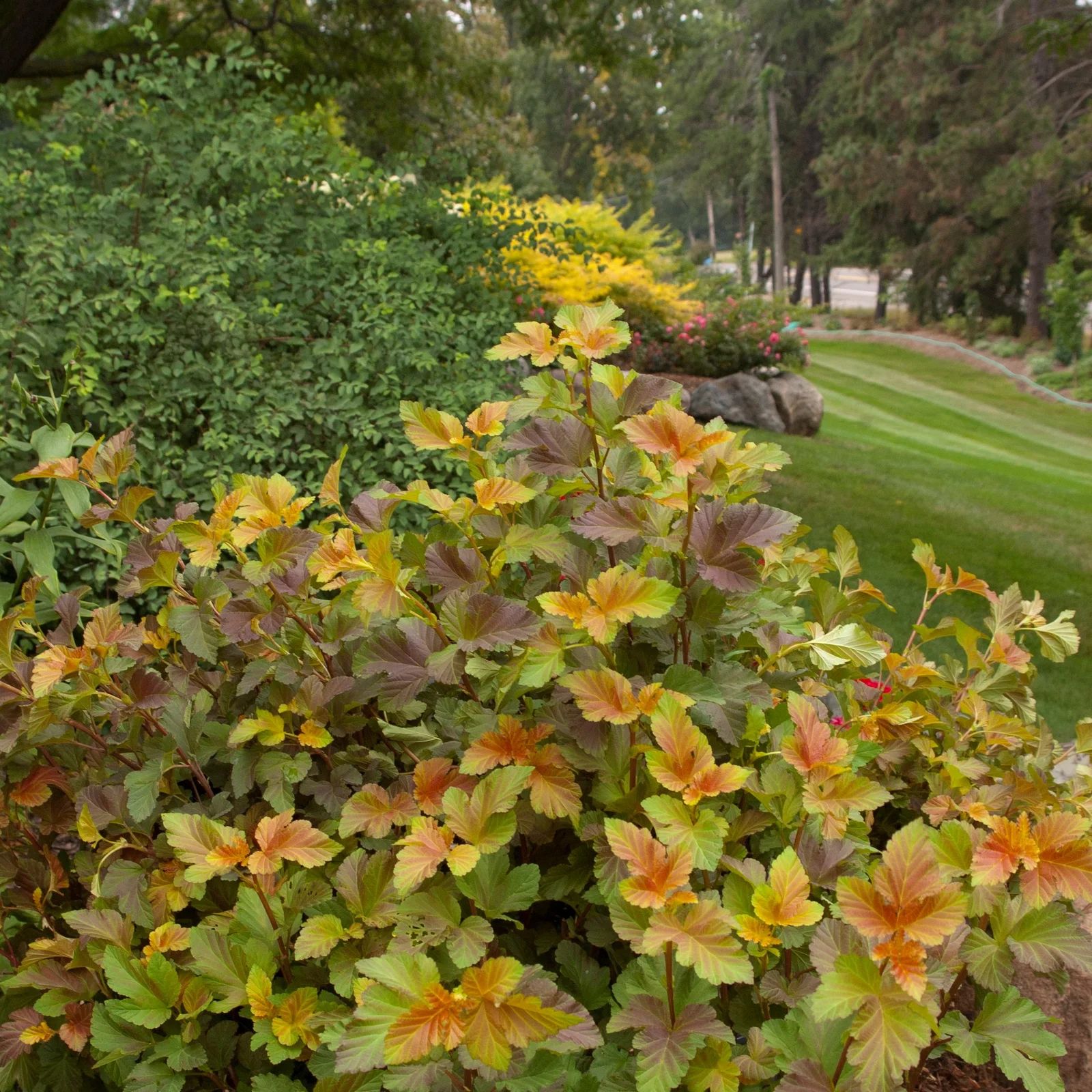 physocarpus amber jubilee 2 6fae482d