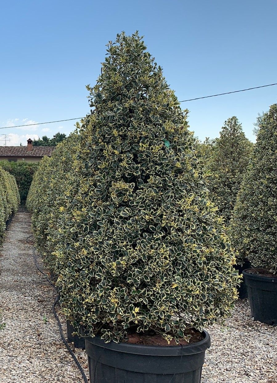 1614165311 9 Ilex aquifolium Argenteomarginata Cone Clt 130 180 200 250 00 70947545