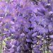 1647172757 426 Wisteria sinensis 7092c9af
