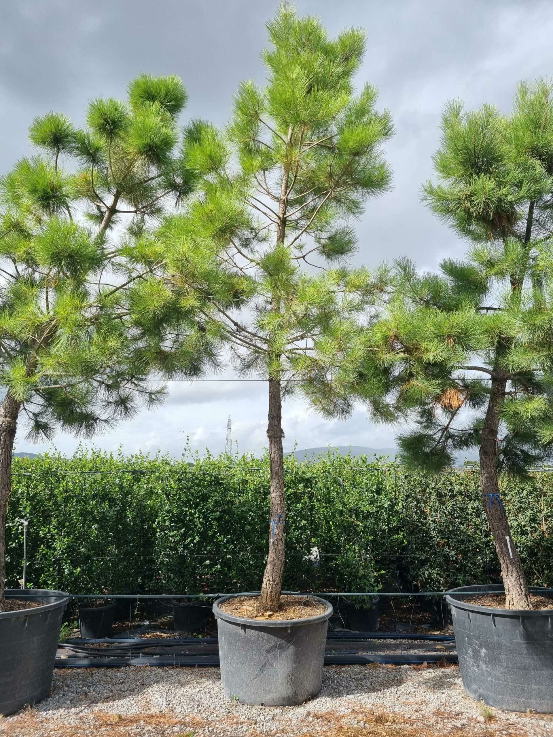 1664444663 scaled 706f46ae