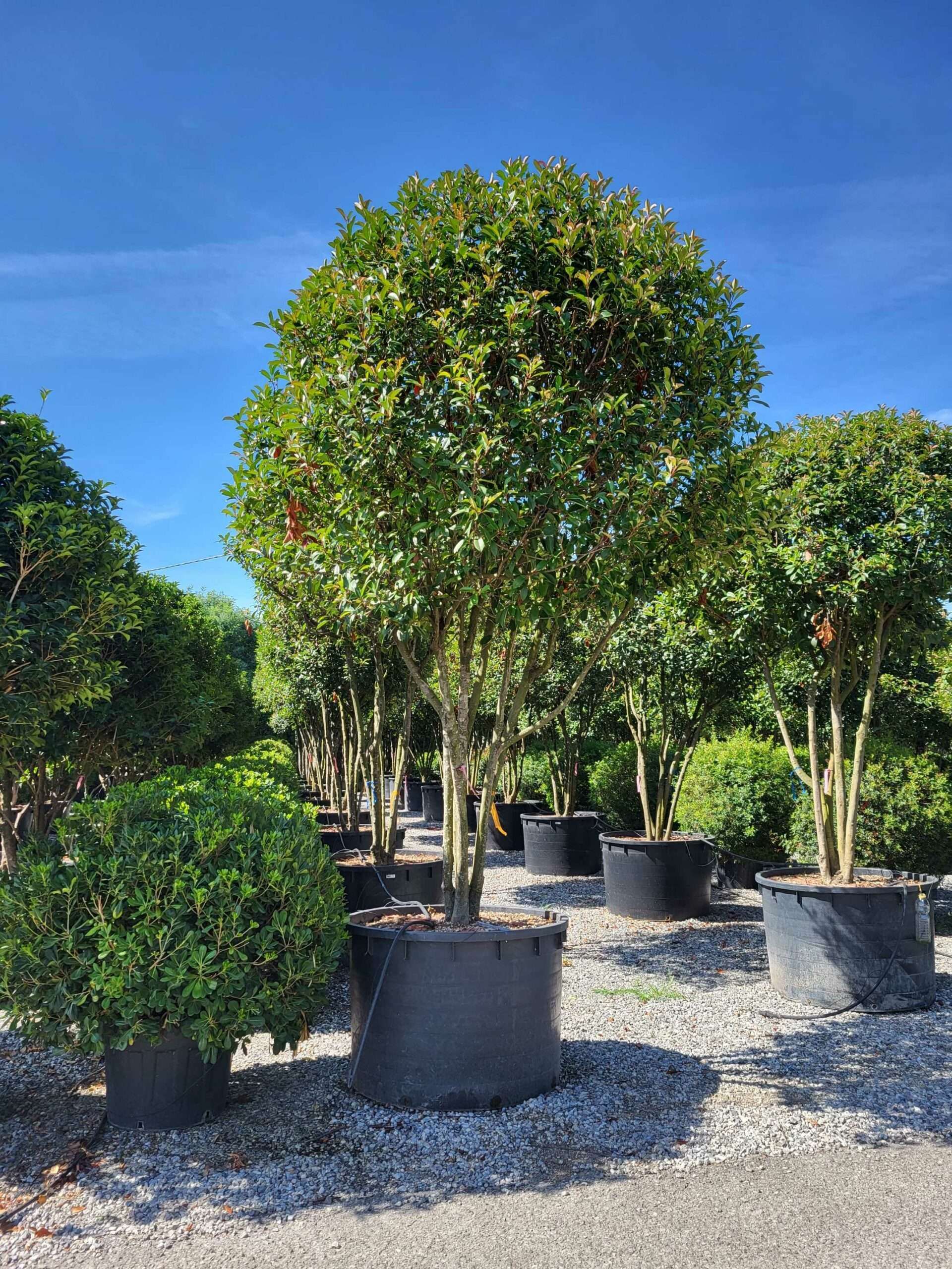 1691570411 1 scaled 707371bc