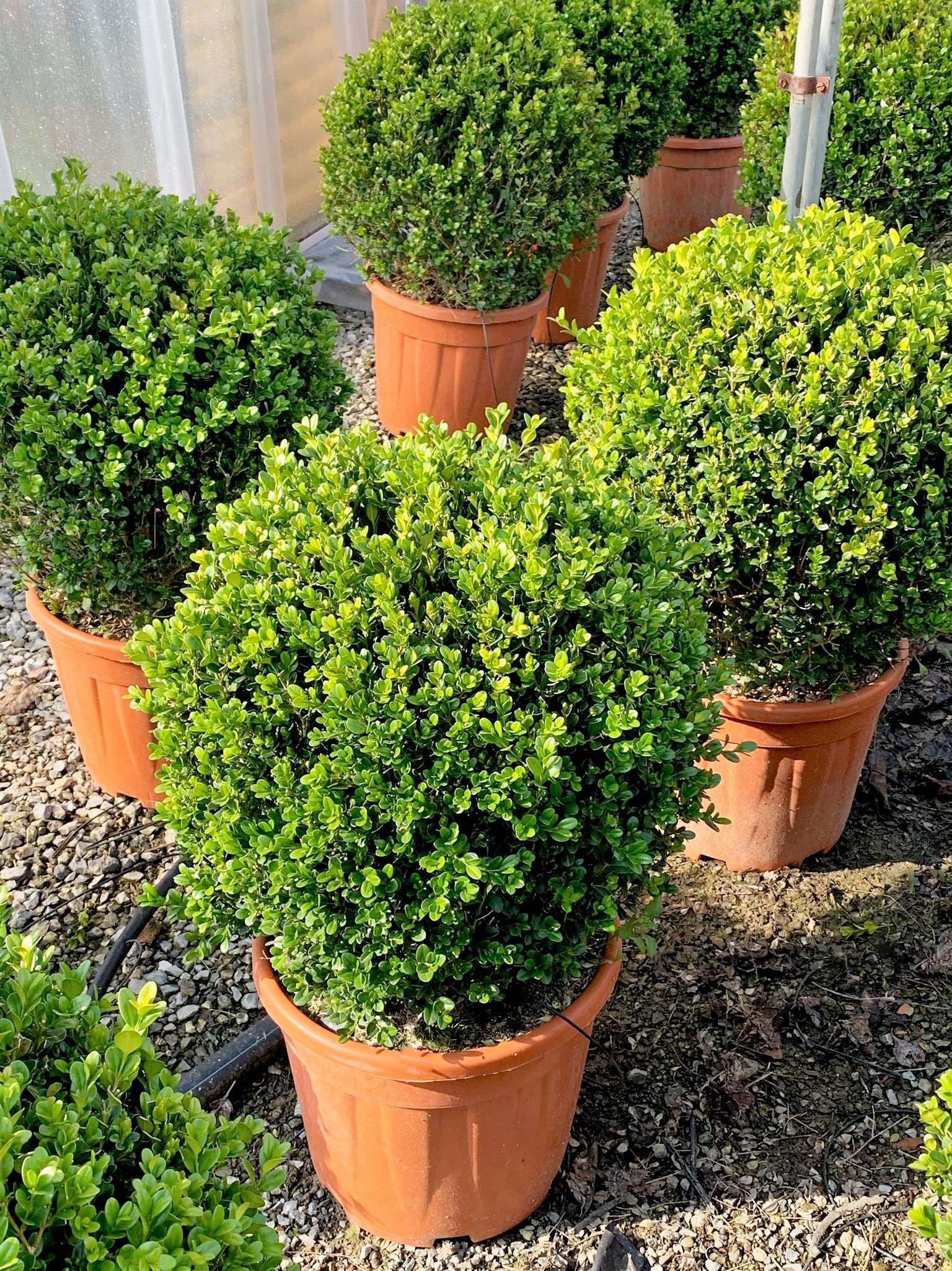 1616597695 foto 5 pagina 5 Buxus microphylla Faulkner Clt 18 Boule 040 045 24 50 71fca773