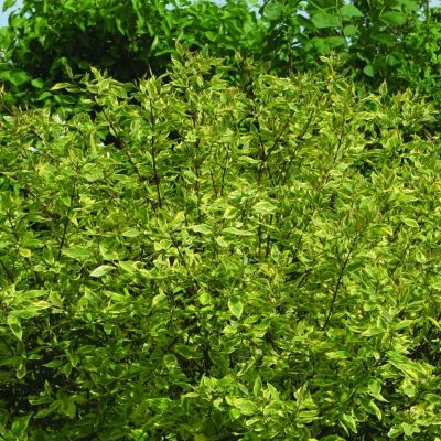 CORNUS alba 'Gouchaultii'