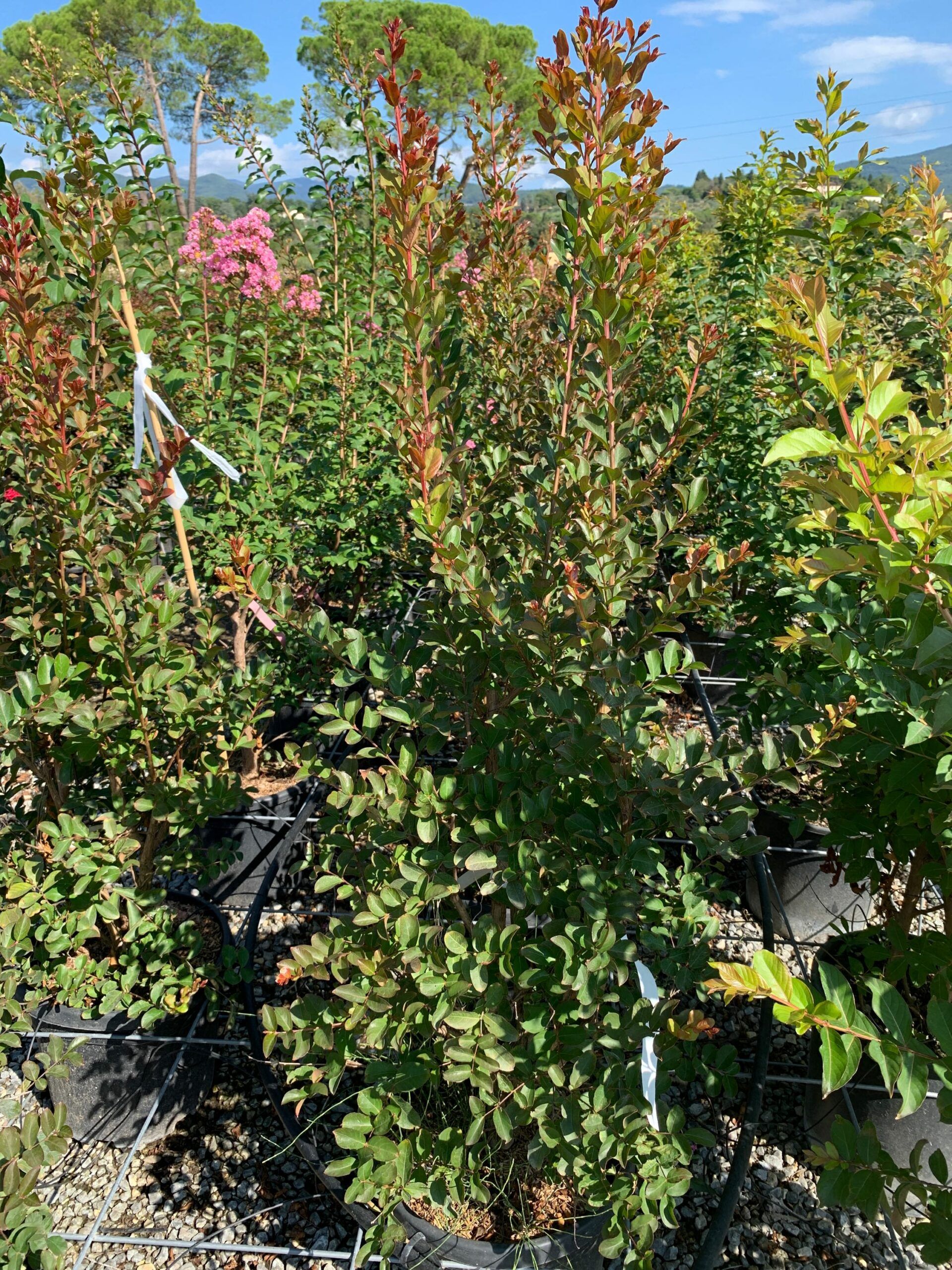 1662108557 scaled 715169a4