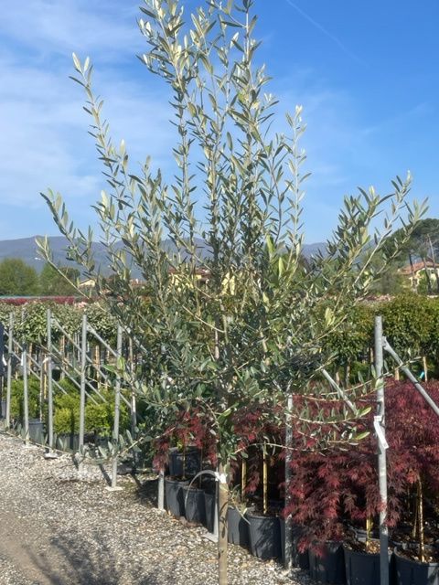 1682665939 Olea Europaea clt15 18 06 08 71df5b8a