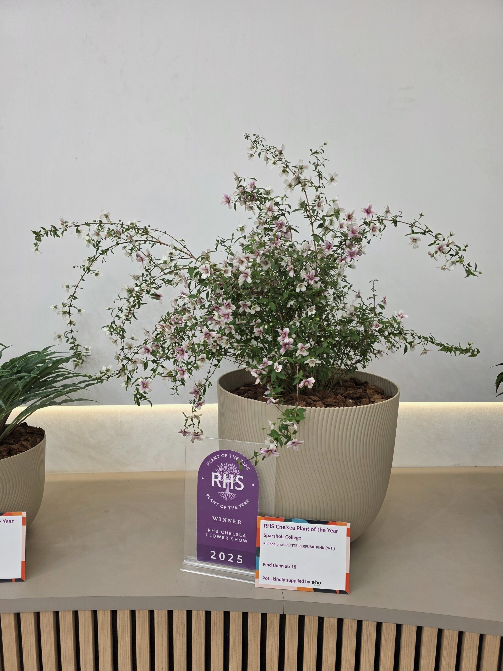 Chelsea Plant of the Year 2025 scaled 71865b39